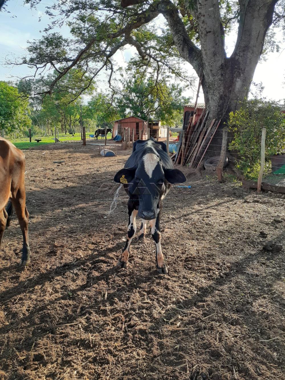 Comprar Rural / S&iacute;tio em Orindi&uacute;va R$ 8.500.000,00 - Foto 22