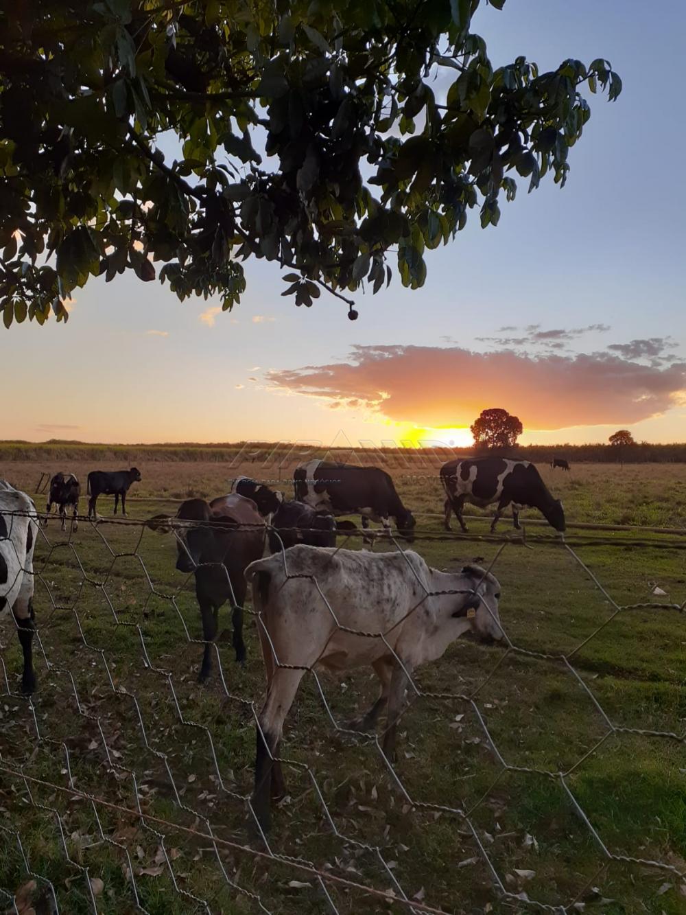 Comprar Rural / S&iacute;tio em Orindi&uacute;va R$ 8.500.000,00 - Foto 23