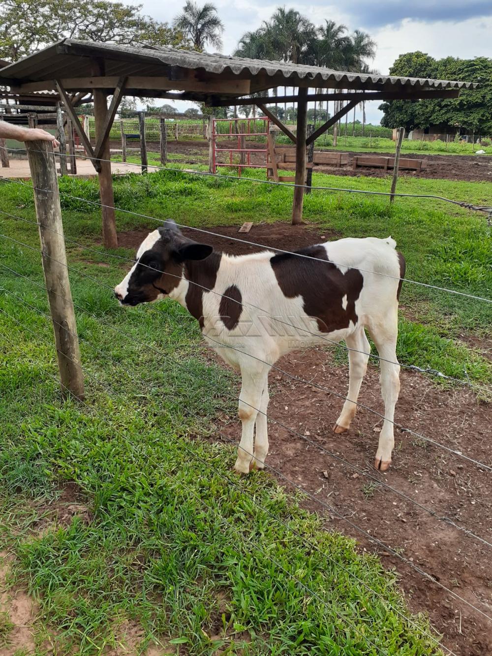 Comprar Rural / S&iacute;tio em Orindi&uacute;va R$ 8.500.000,00 - Foto 24