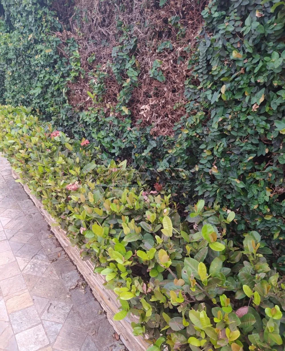 Alugar Casa / Padr&atilde;o em Ribeir&atilde;o Preto R$ 5.000,00 - Foto 29