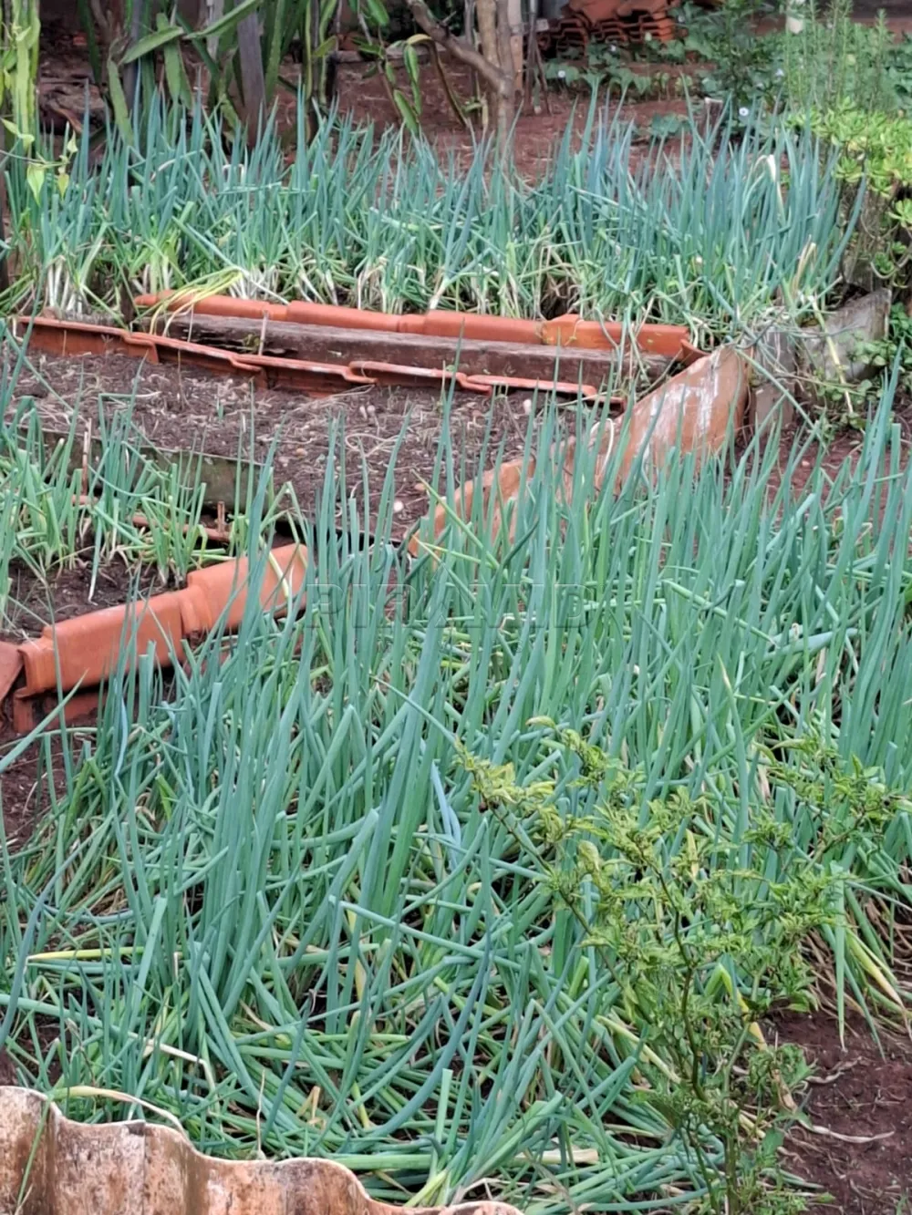 Comprar Rural / Ch&aacute;cara em Ribeir&atilde;o Preto R$ 650.000,00 - Foto 28