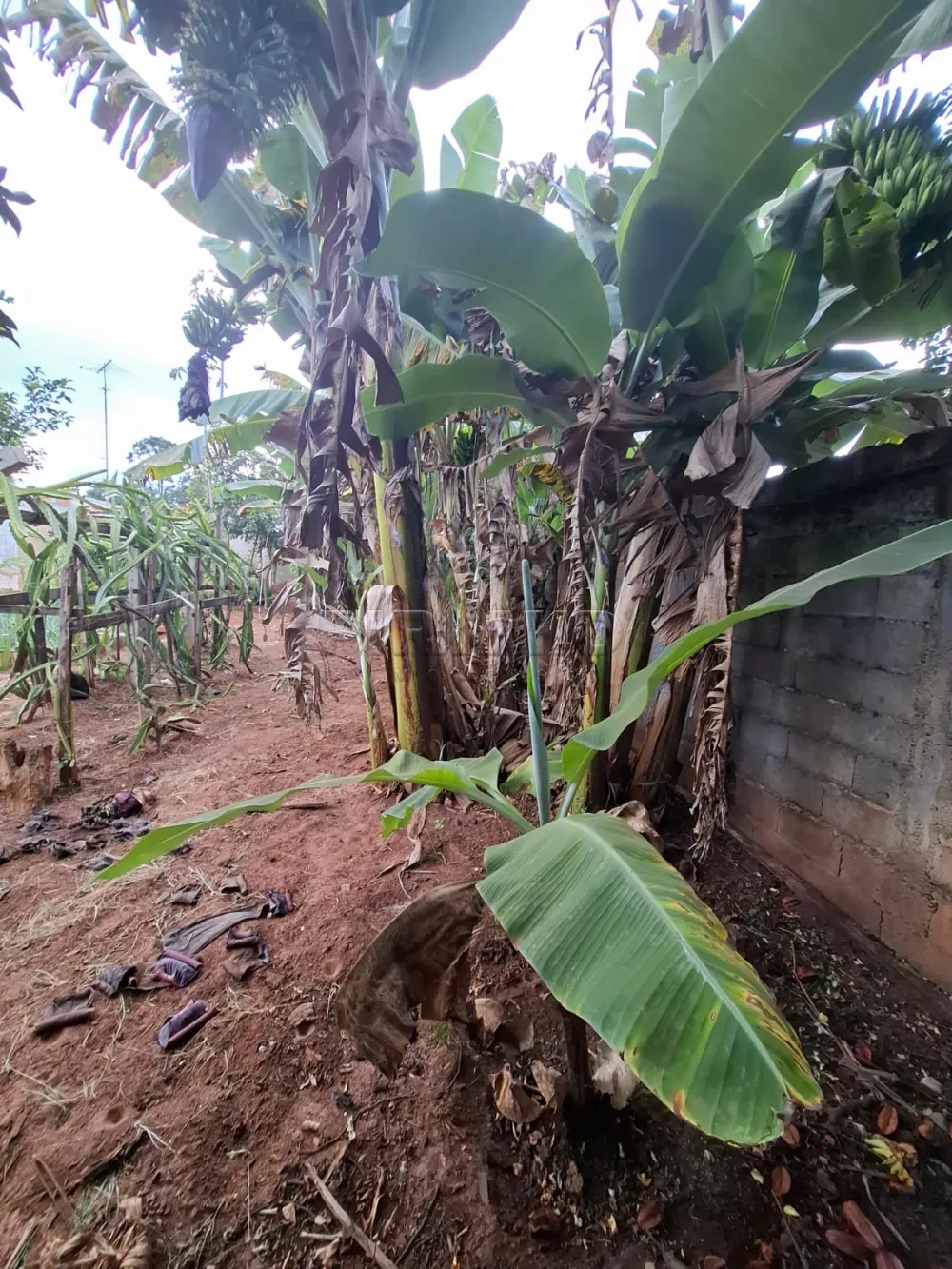 Comprar Rural / Ch&aacute;cara em Ribeir&atilde;o Preto R$ 650.000,00 - Foto 29