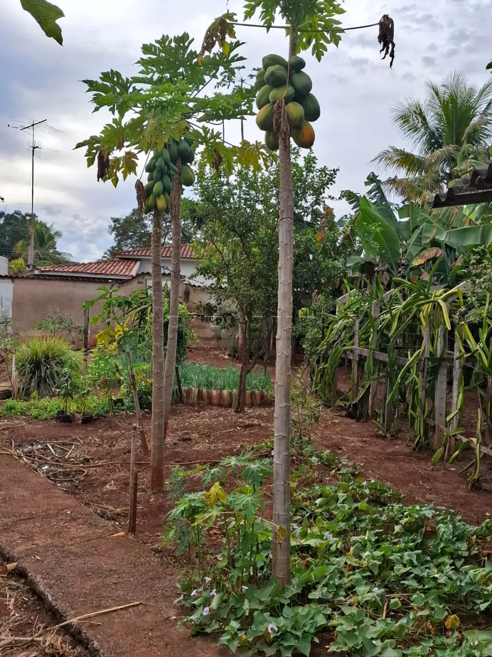 Comprar Rural / Ch&aacute;cara em Ribeir&atilde;o Preto R$ 650.000,00 - Foto 32