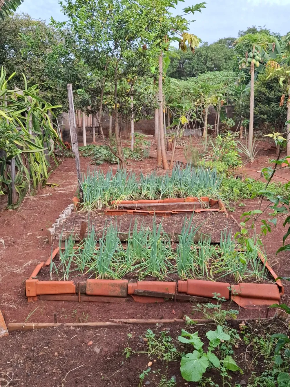 Comprar Rural / Ch&aacute;cara em Ribeir&atilde;o Preto R$ 650.000,00 - Foto 35