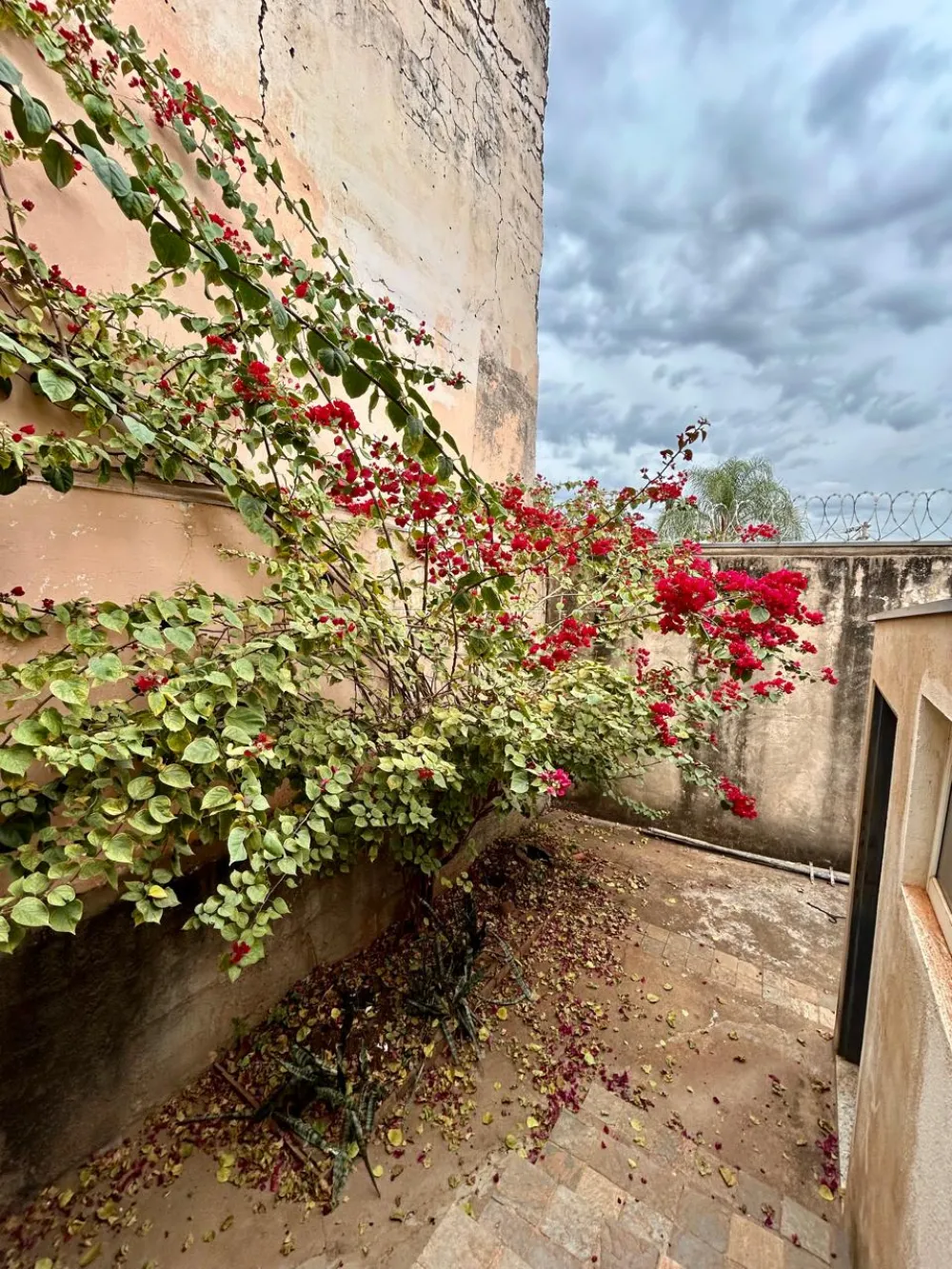 Comprar Casa / Padr&atilde;o em Ribeir&atilde;o Preto R$ 495.000,00 - Foto 28