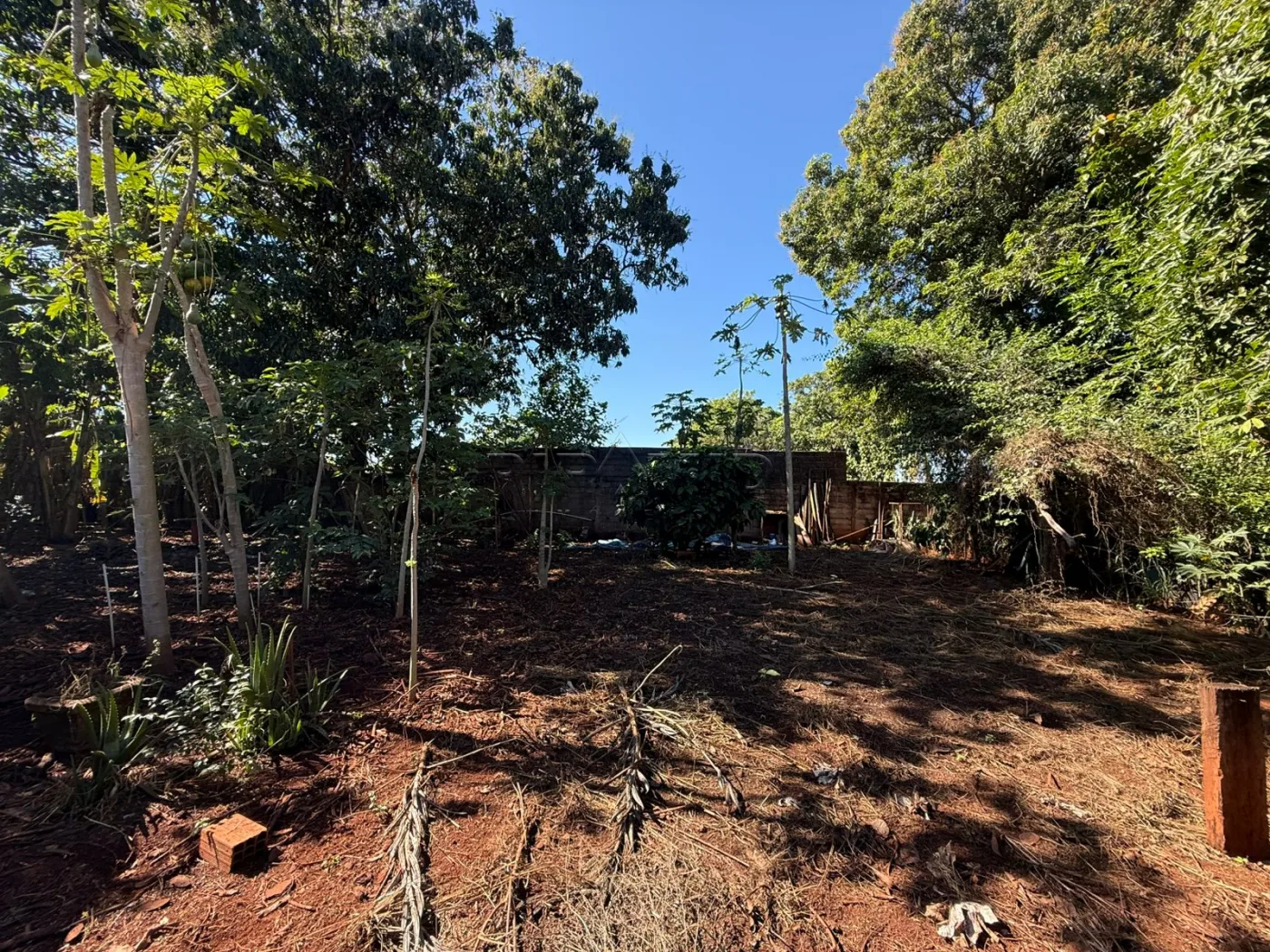 Alugar Rural / Ch&aacute;cara em Jardin&oacute;polis R$ 4.500,00 - Foto 5