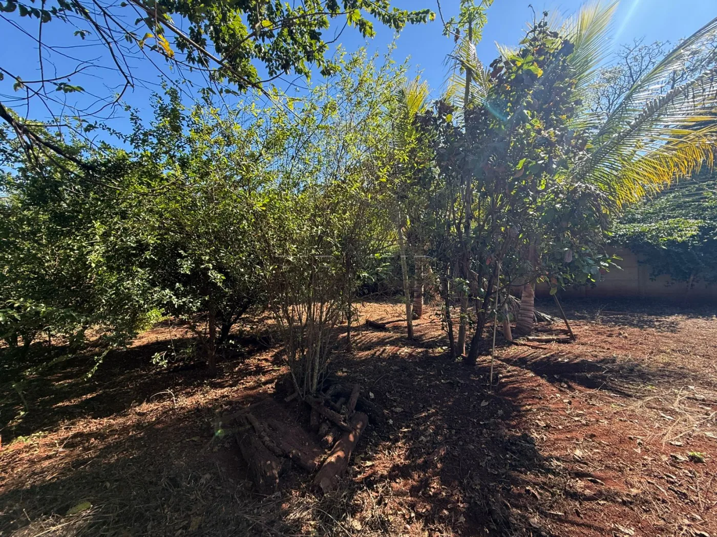 Alugar Rural / Ch&aacute;cara em Jardin&oacute;polis R$ 4.500,00 - Foto 7