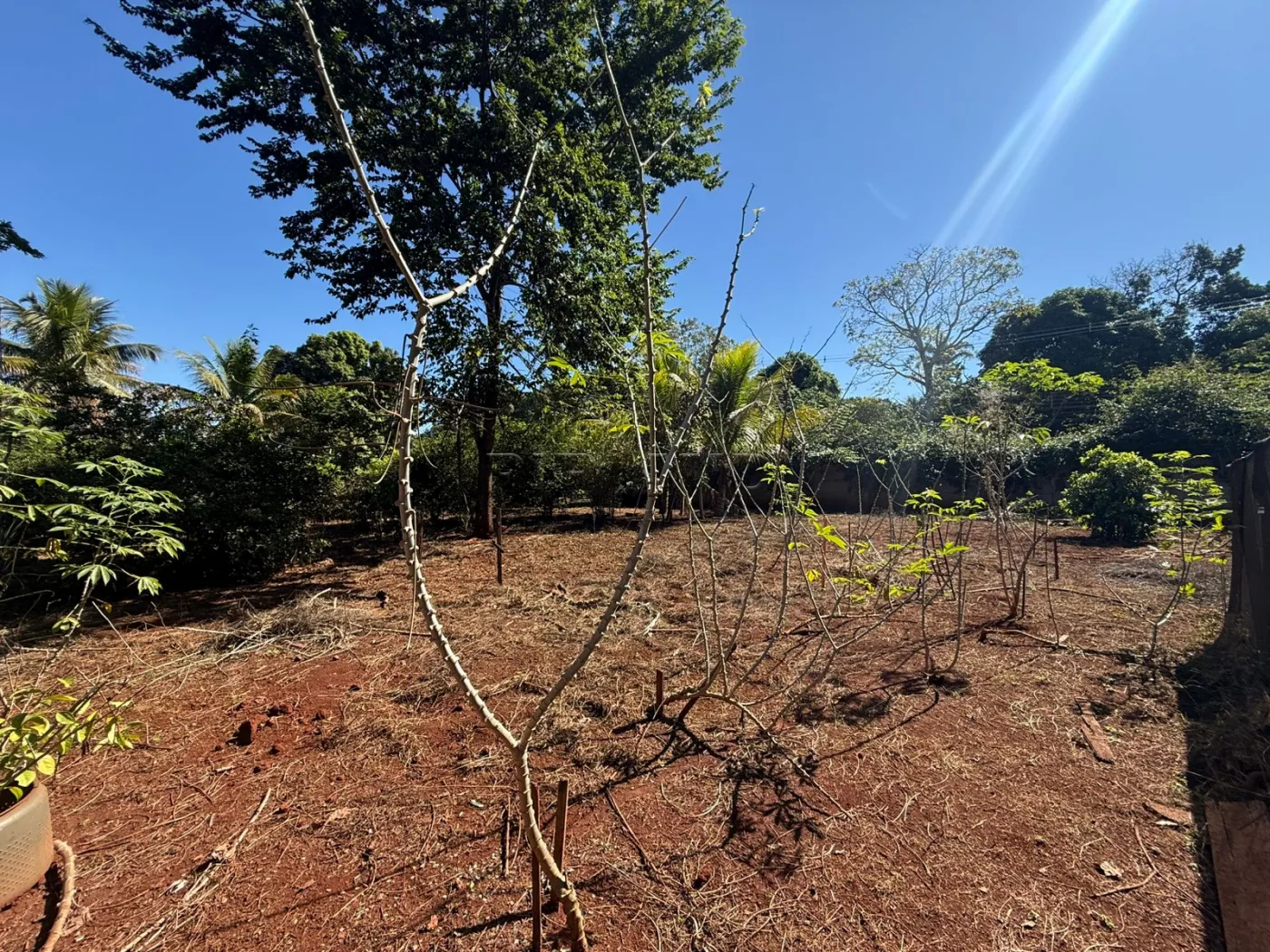 Alugar Rural / Ch&aacute;cara em Jardin&oacute;polis R$ 4.500,00 - Foto 11