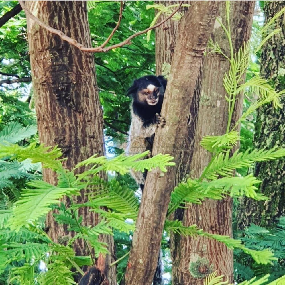 Alugar Casa / Condom&iacute;nio em Ribeir&atilde;o Preto R$ 3.990,00 - Foto 28