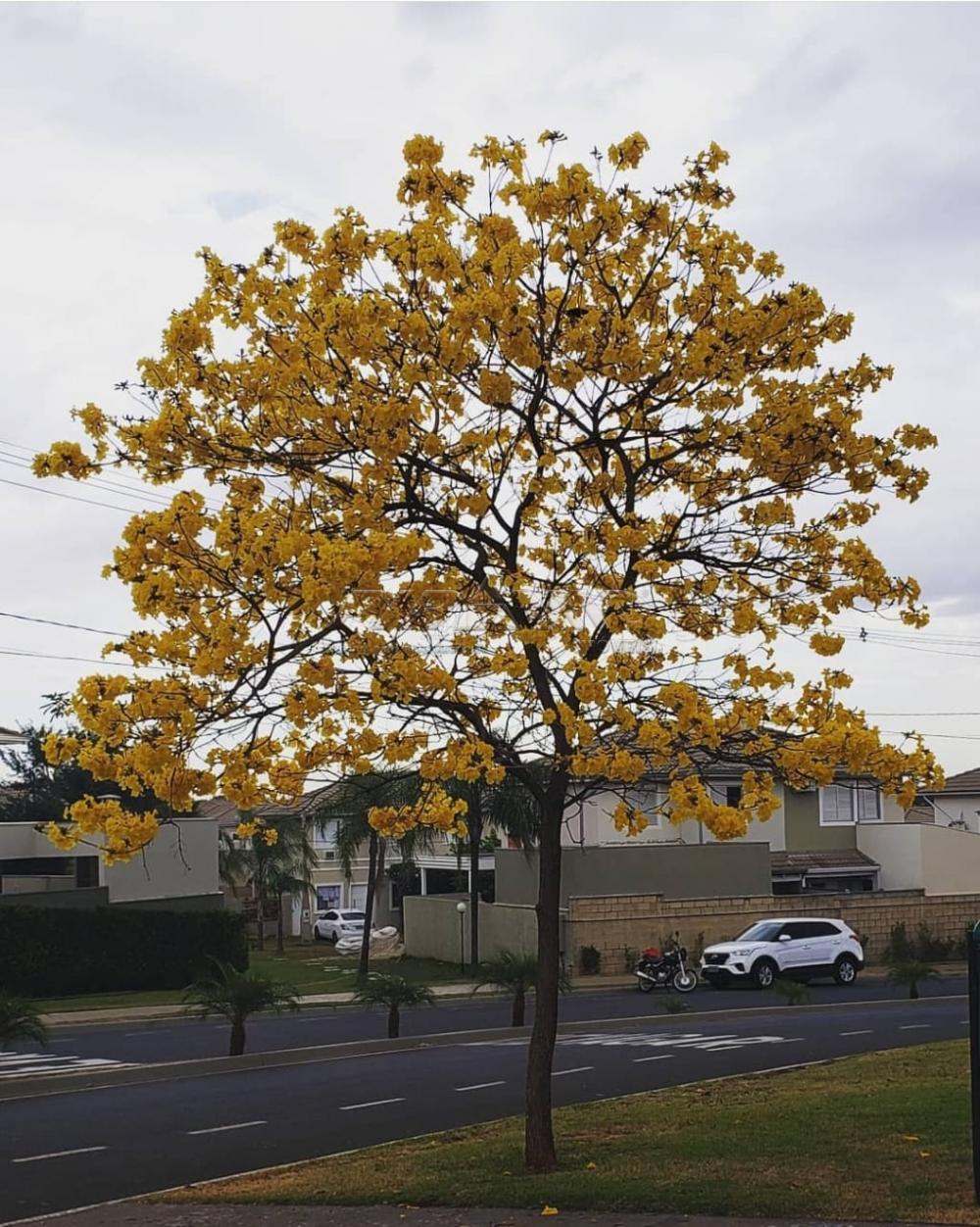 Alugar Casa / Condom&iacute;nio em Ribeir&atilde;o Preto R$ 3.990,00 - Foto 25