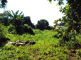 Ribeirao Preto Ipiranga Area Venda R$1.000.000,00 2 Dormitorios  Area do terreno 2400.00m2 