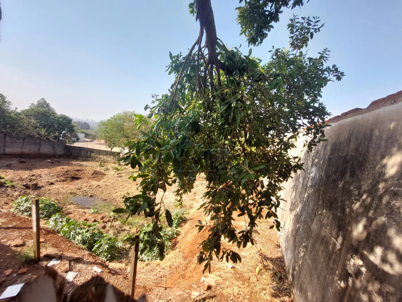 Alugar Terreno / Padr&atilde;o em Bonfim Paulista R$ 6.500,00 - Foto 3