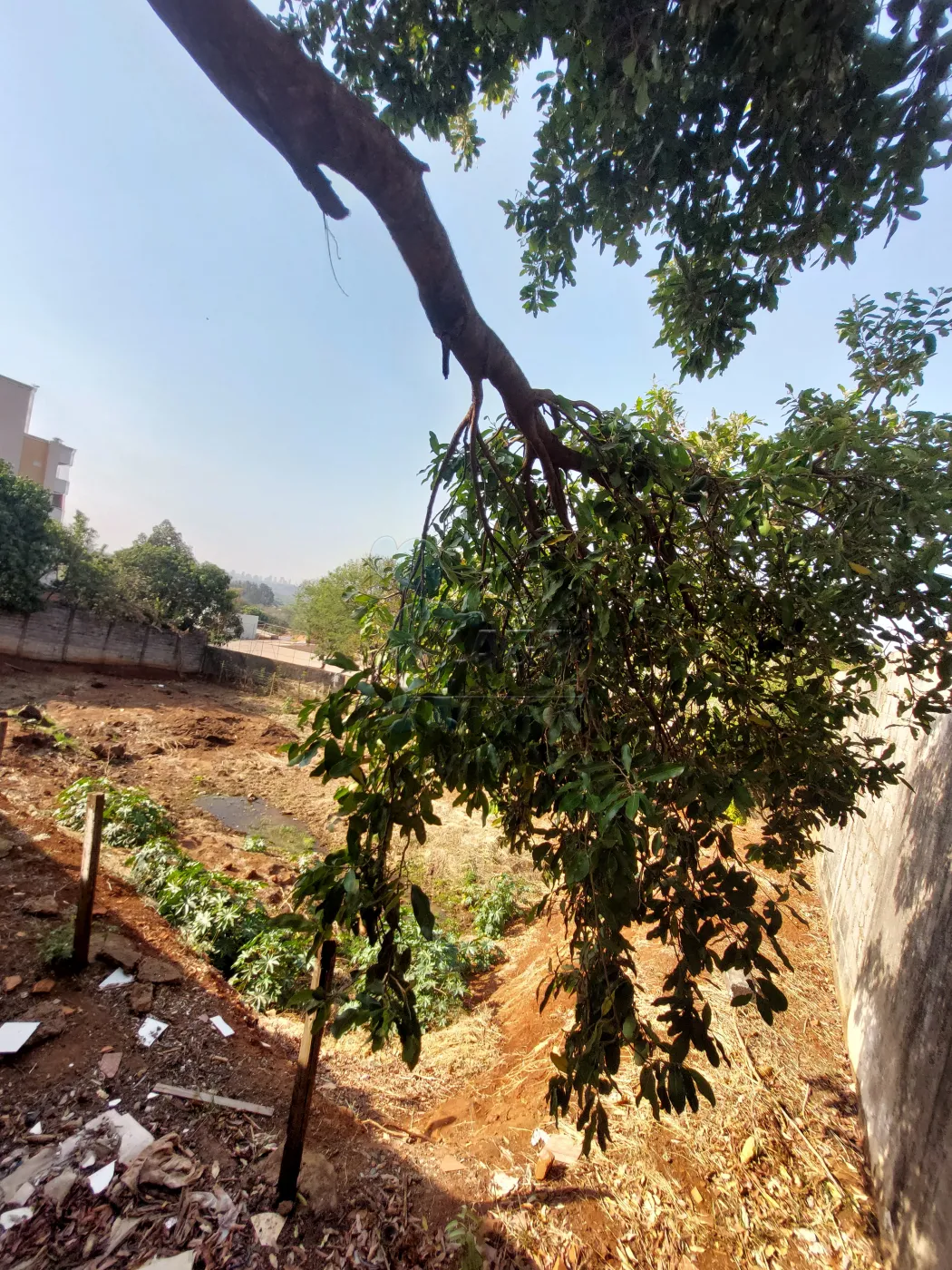 Alugar Terreno / Padr&atilde;o em Bonfim Paulista R$ 6.500,00 - Foto 4