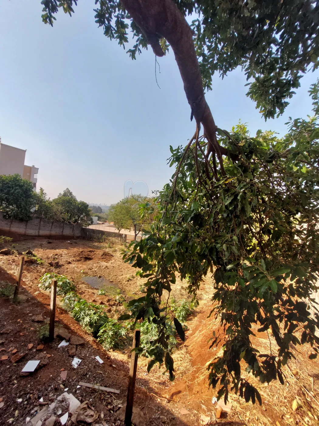 Alugar Terreno / Padr&atilde;o em Bonfim Paulista R$ 6.500,00 - Foto 5