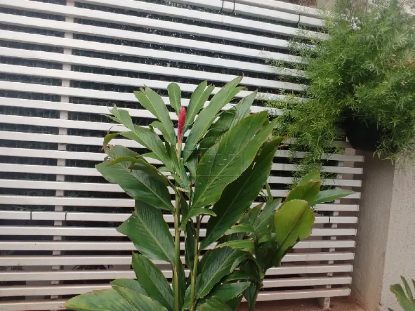 Comprar Apartamento / Padr&atilde;o em Ribeir&atilde;o Preto R$ 280.000,00 - Foto 4