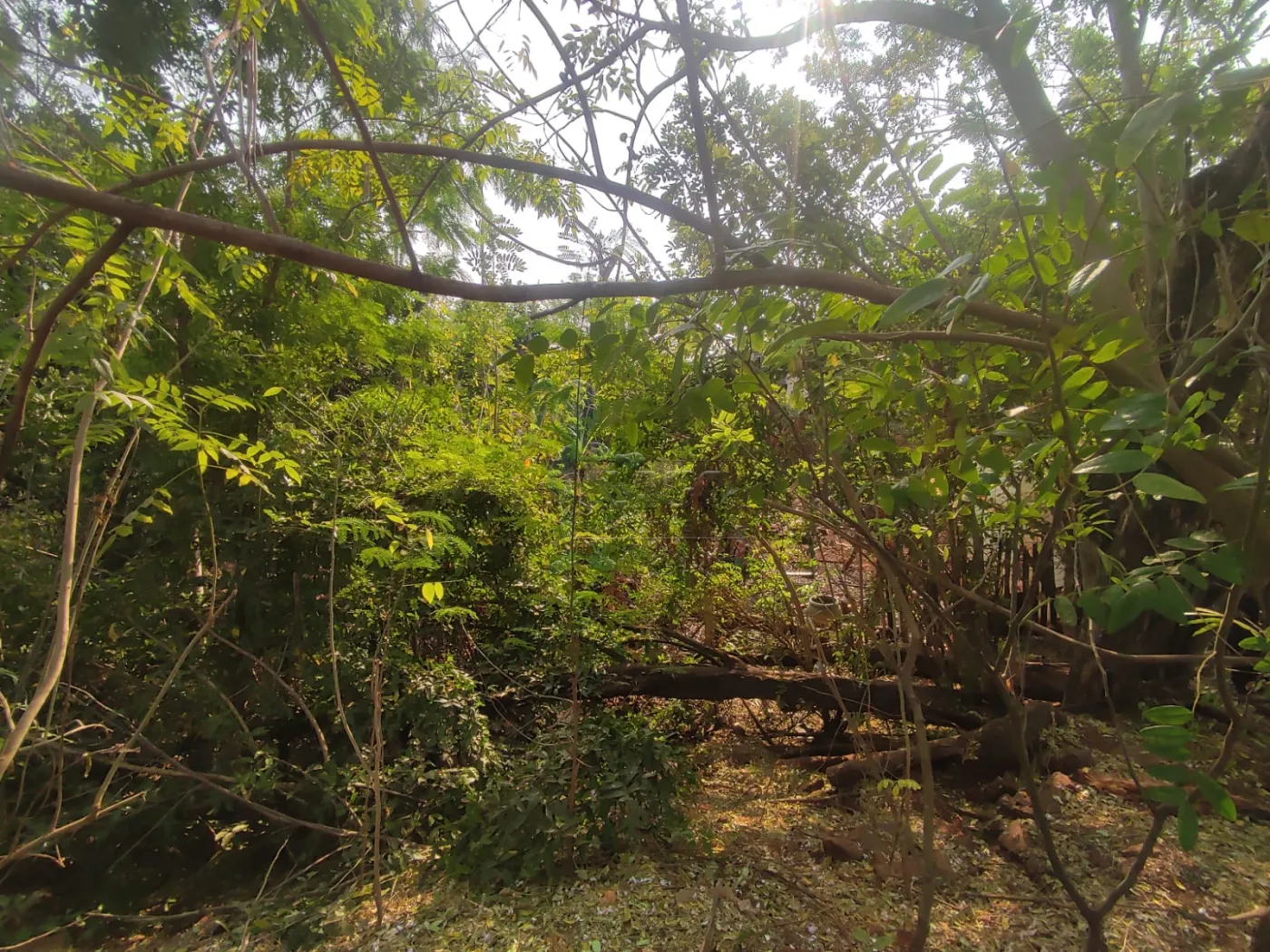 Comprar Terreno / Padr&atilde;o em Ribeir&atilde;o Preto R$ 380.000,00 - Foto 14