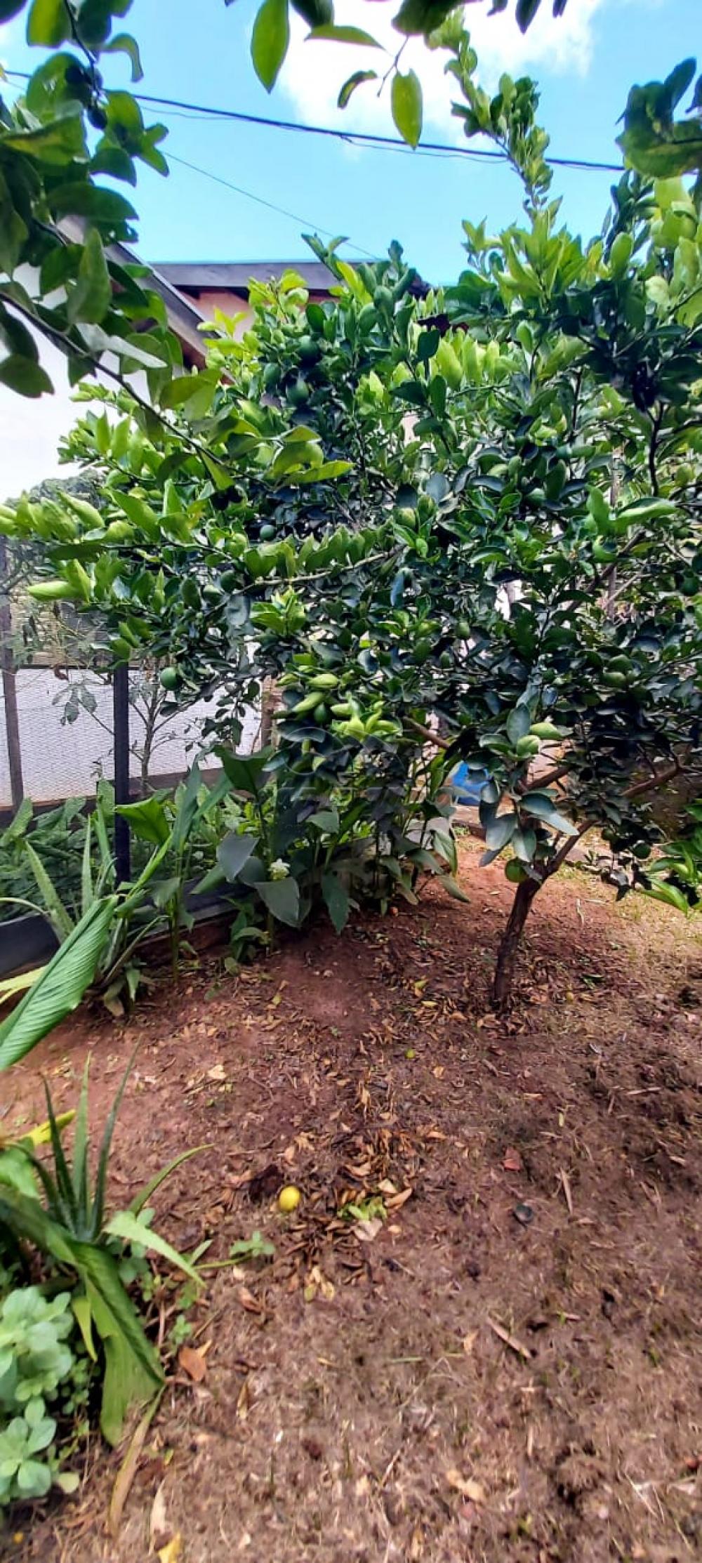 Ch&aacute;caras / Urbana em Monte Alto - foto 22