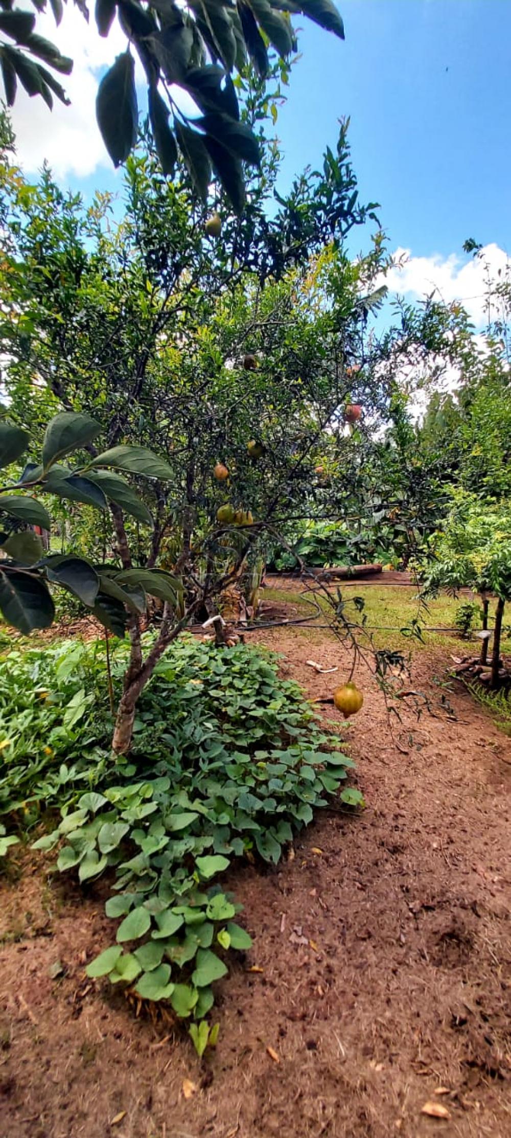 Ch&aacute;caras / Urbana em Monte Alto - foto 24