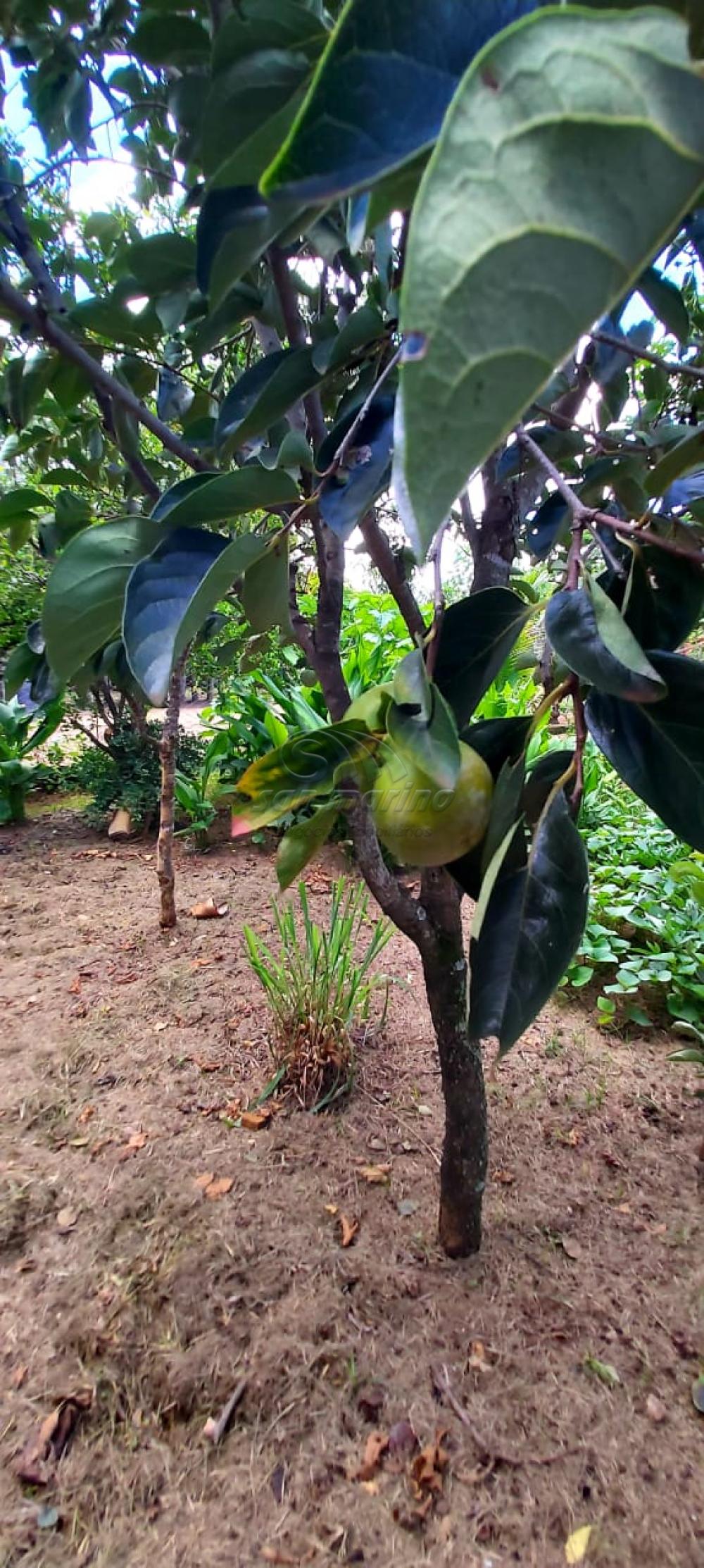 Ch&aacute;caras / Urbana em Monte Alto - foto 25