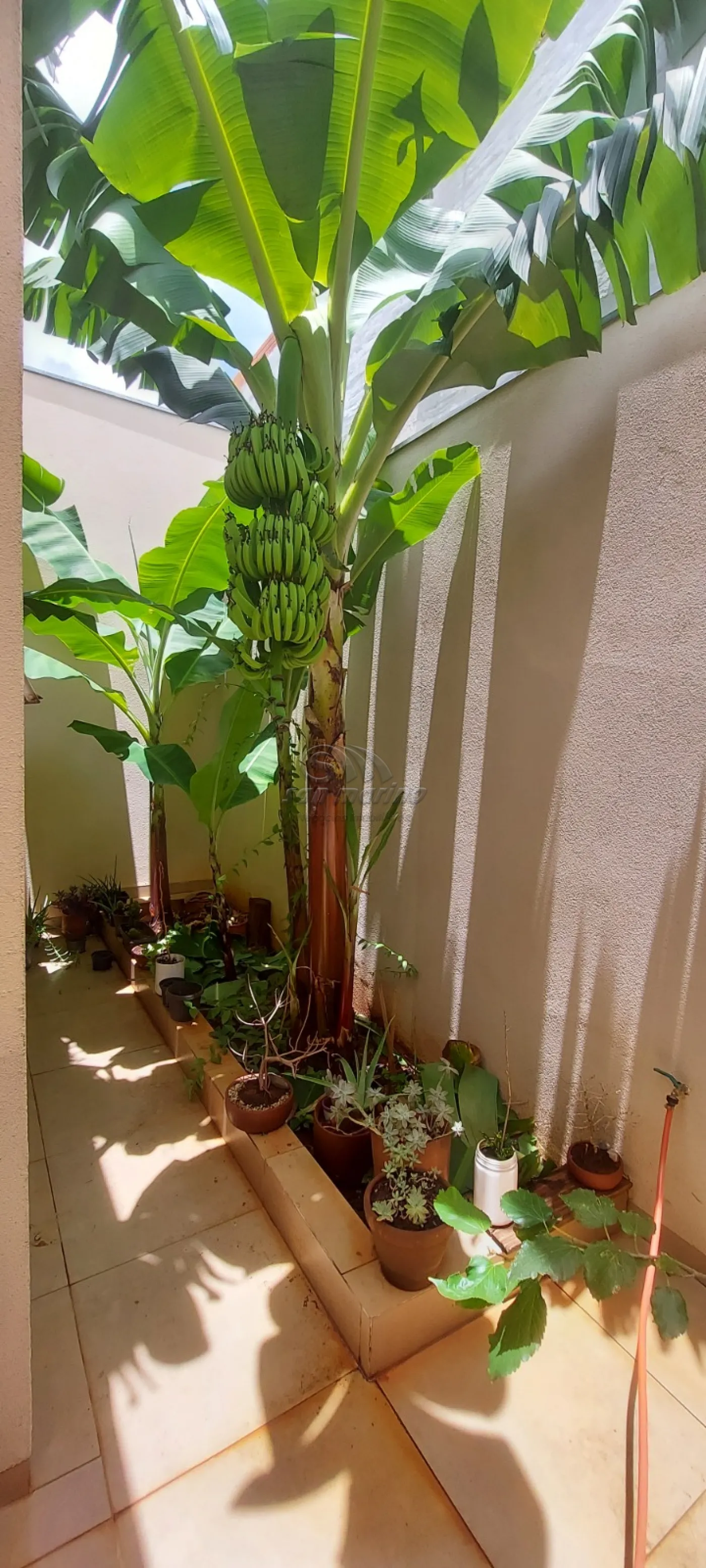 Casas / Padr&atilde;o em Jaboticabal - foto 10