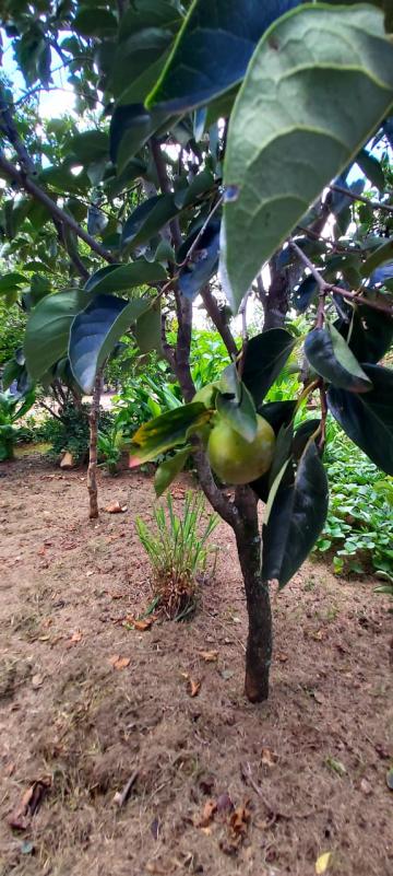 Ch&aacute;caras / Urbana em Monte Alto - foto 25