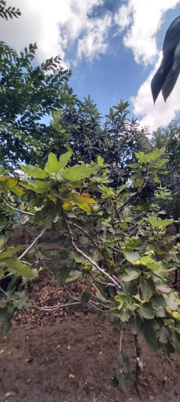 Ch&aacute;caras / Urbana em Monte Alto - foto 28