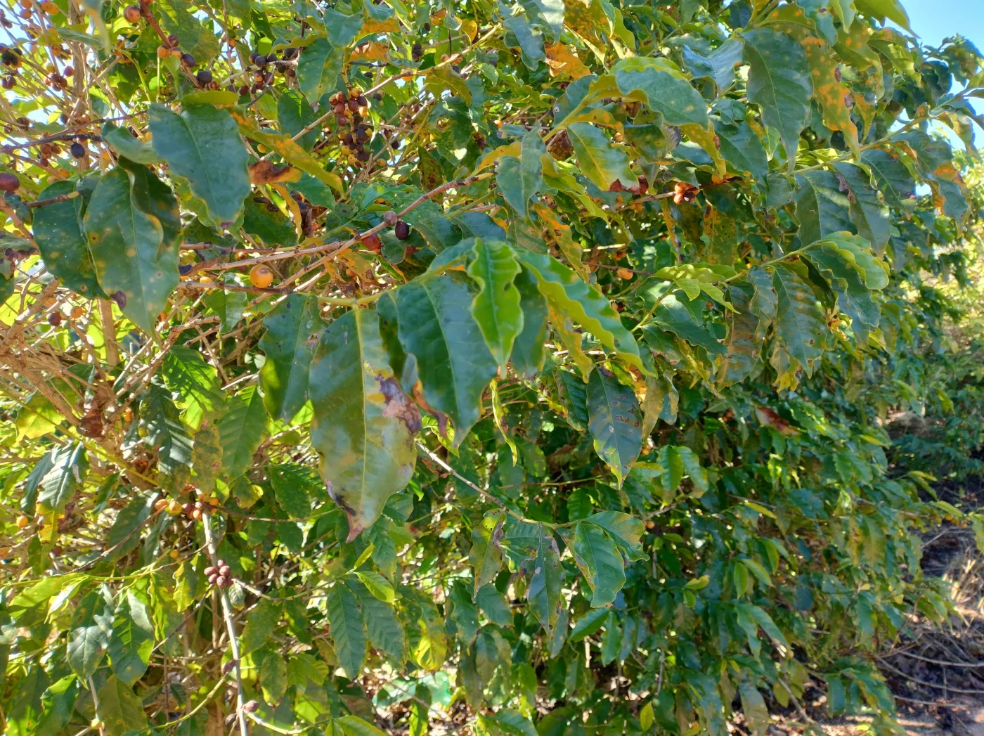 Fazenda, 353 hectares - Foto 49