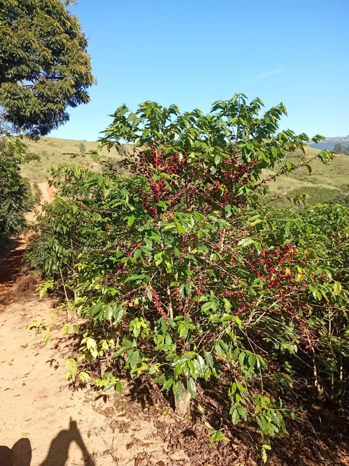 Fazenda, 353 hectares - Foto 58