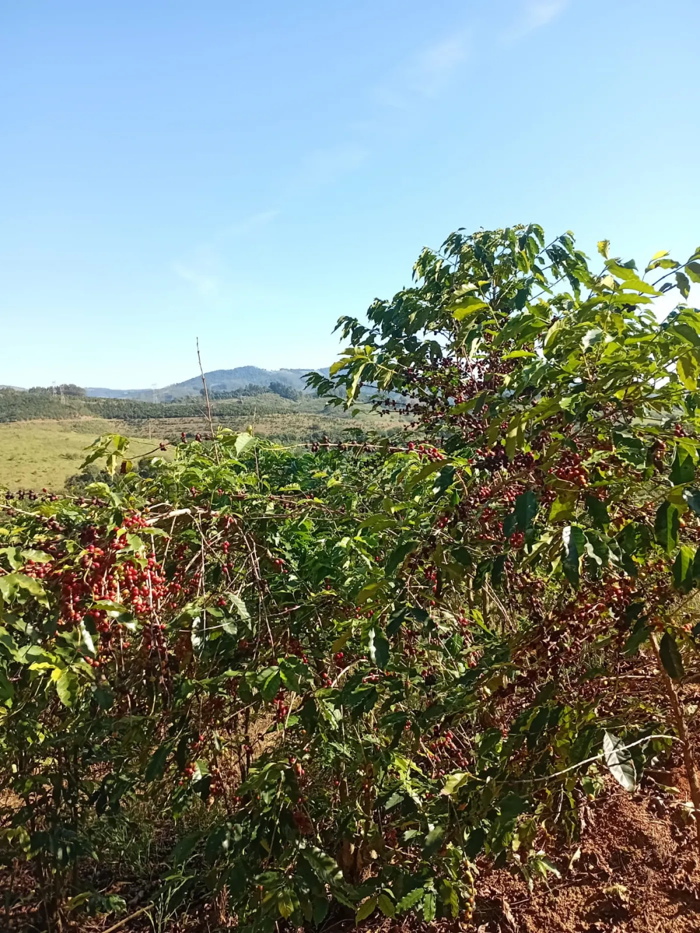 Fazenda, 353 hectares - Foto 56