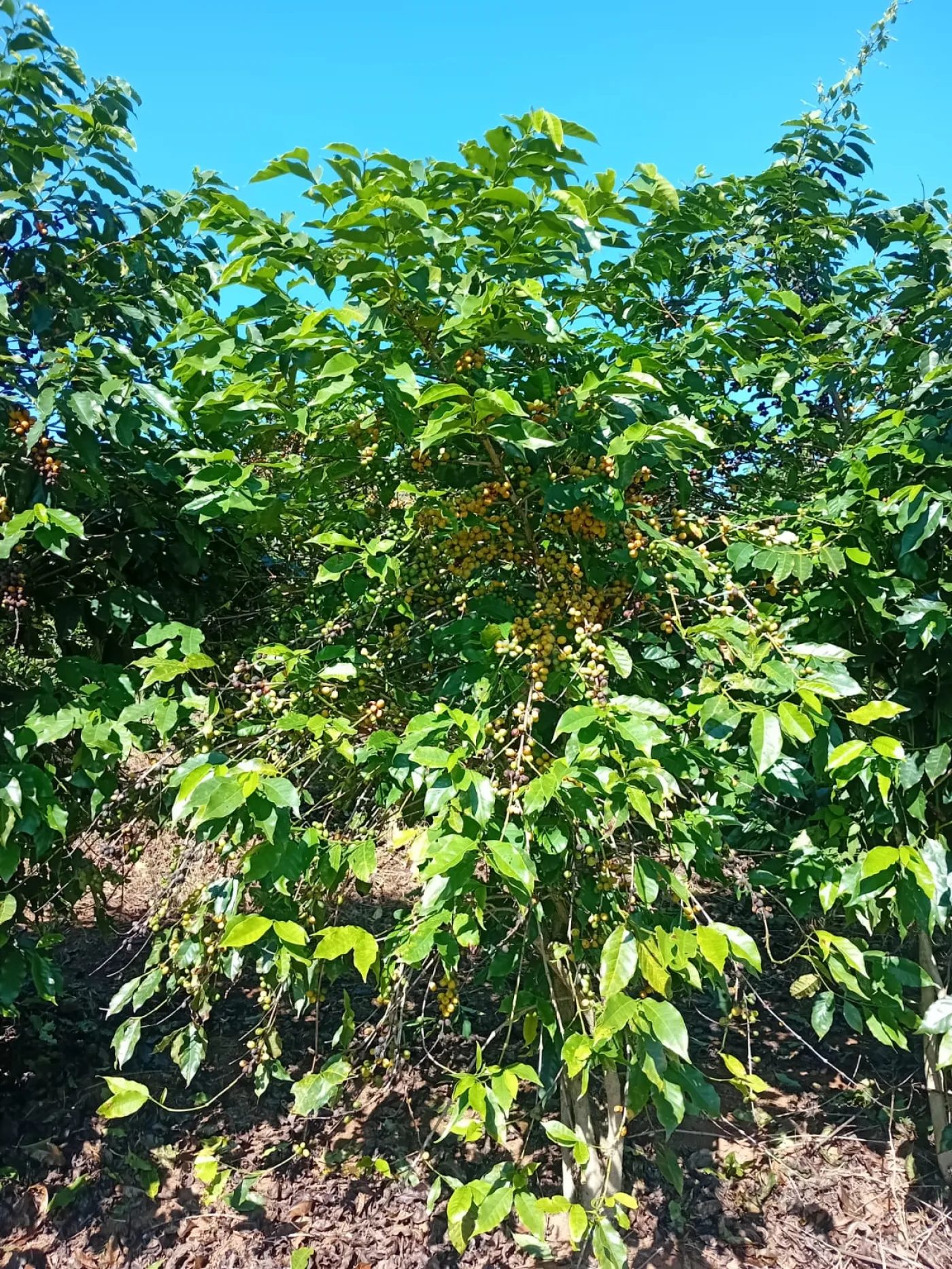 Fazenda, 353 hectares - Foto 59