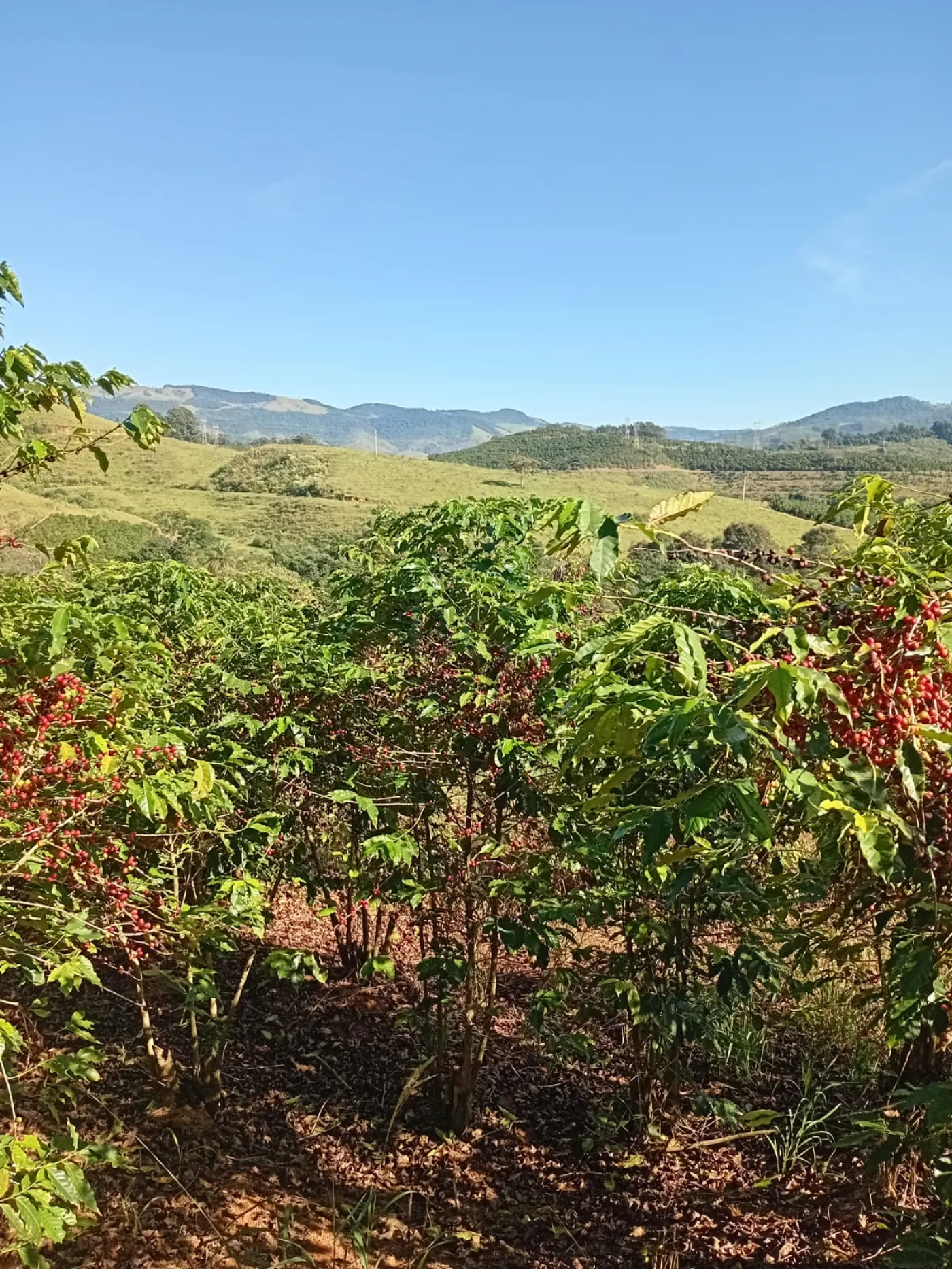 Fazenda, 353 hectares - Foto 60