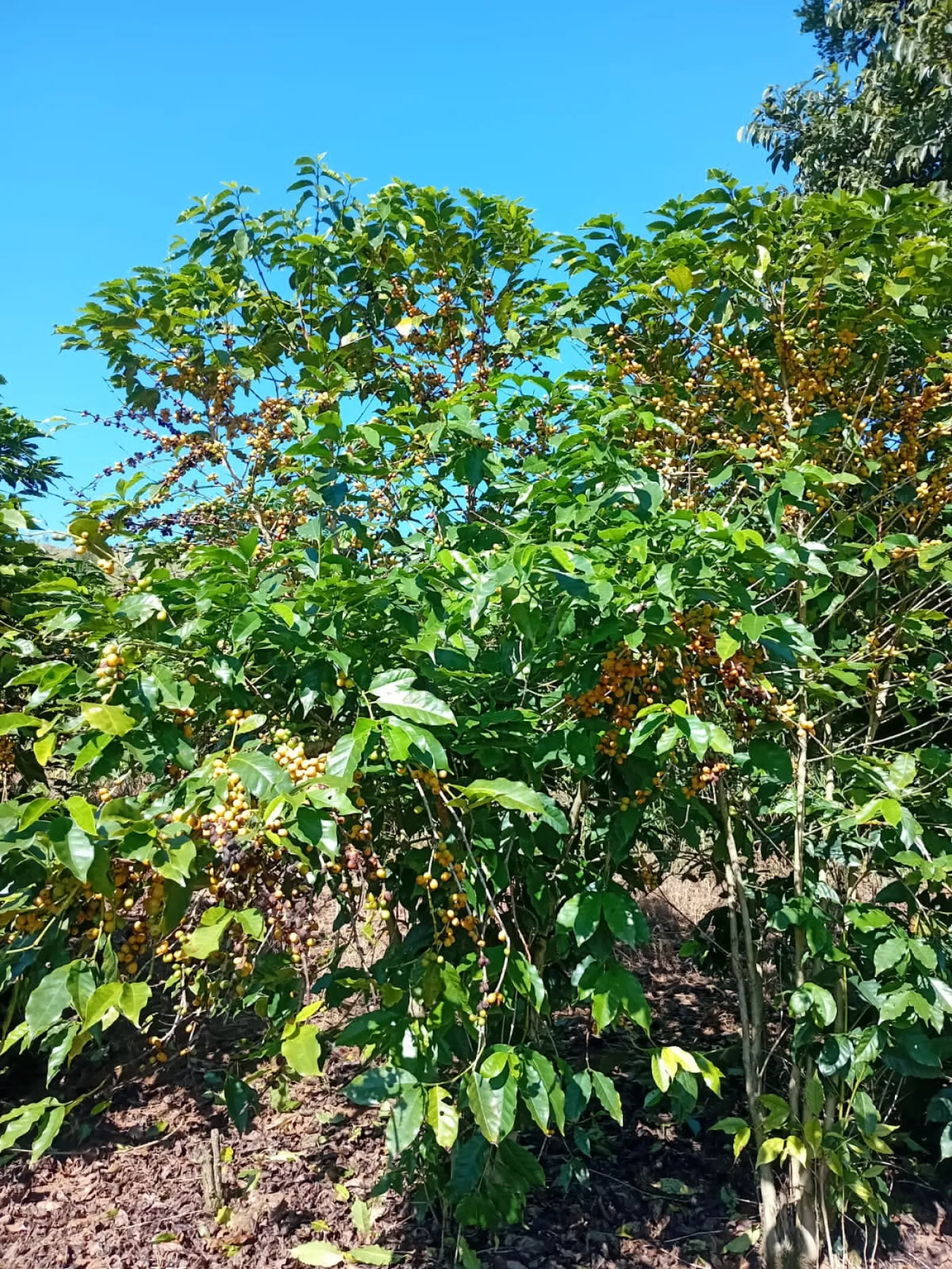 Fazenda, 353 hectares - Foto 61