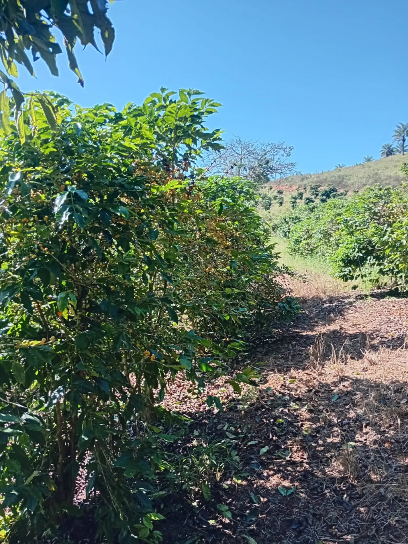 Fazenda, 353 hectares - Foto 57