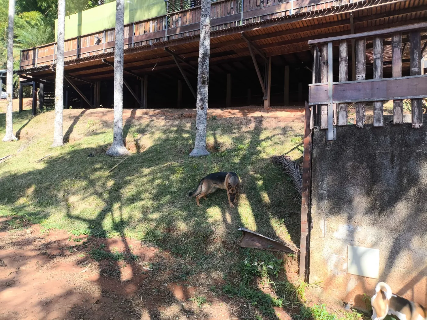 Comprar Rurais / S&iacute;tio em Po&ccedil;os de Caldas R$ 1.250.000,00 - Foto 7