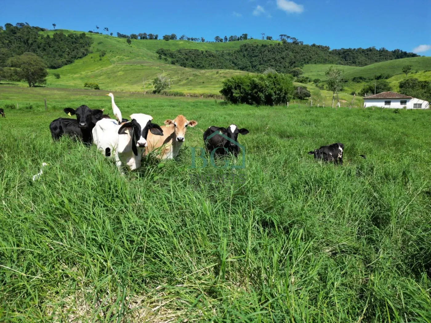 Fazenda, 1249 hectares - Foto 3