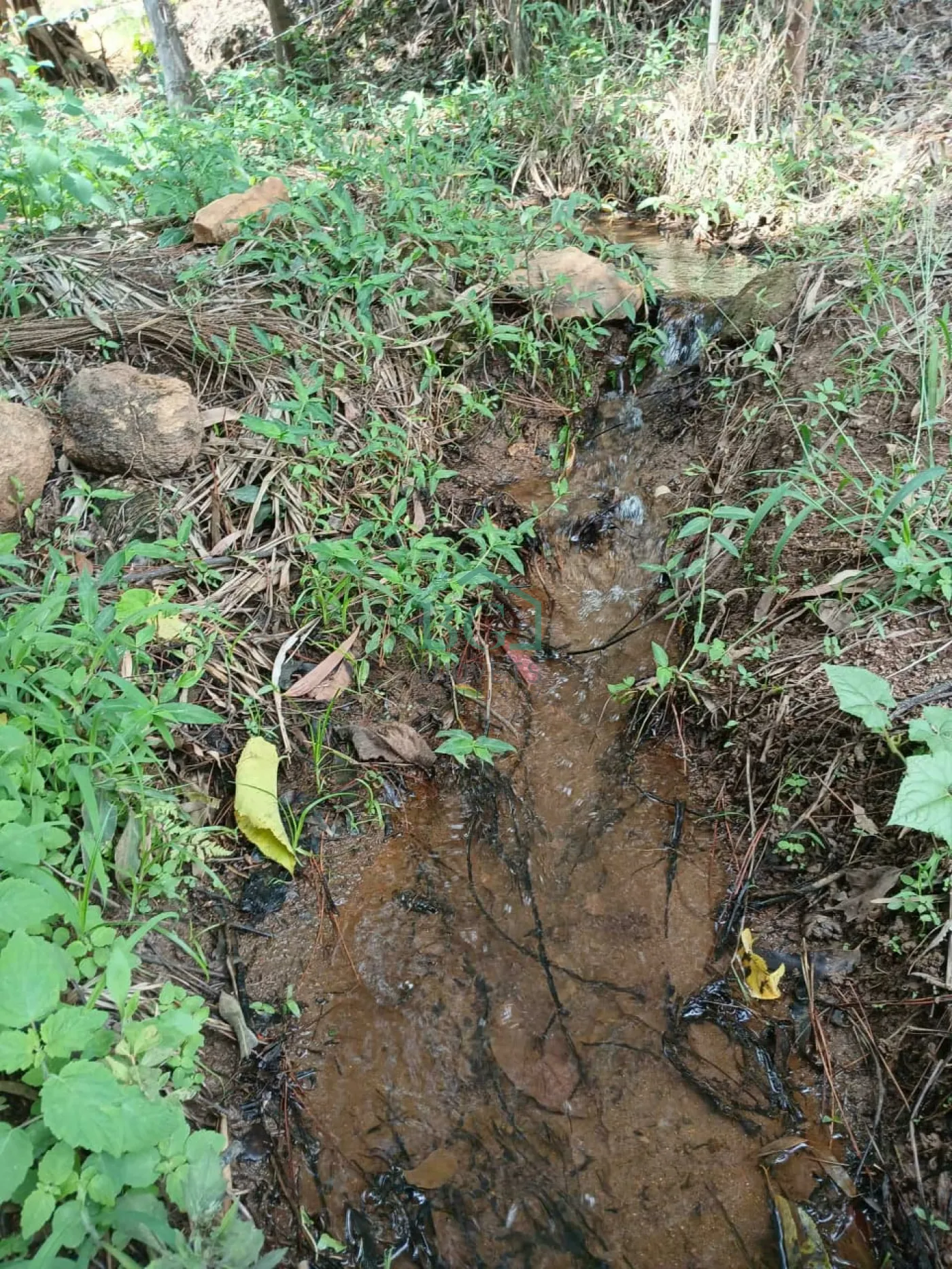Fazenda, 2 hectares - Foto 4