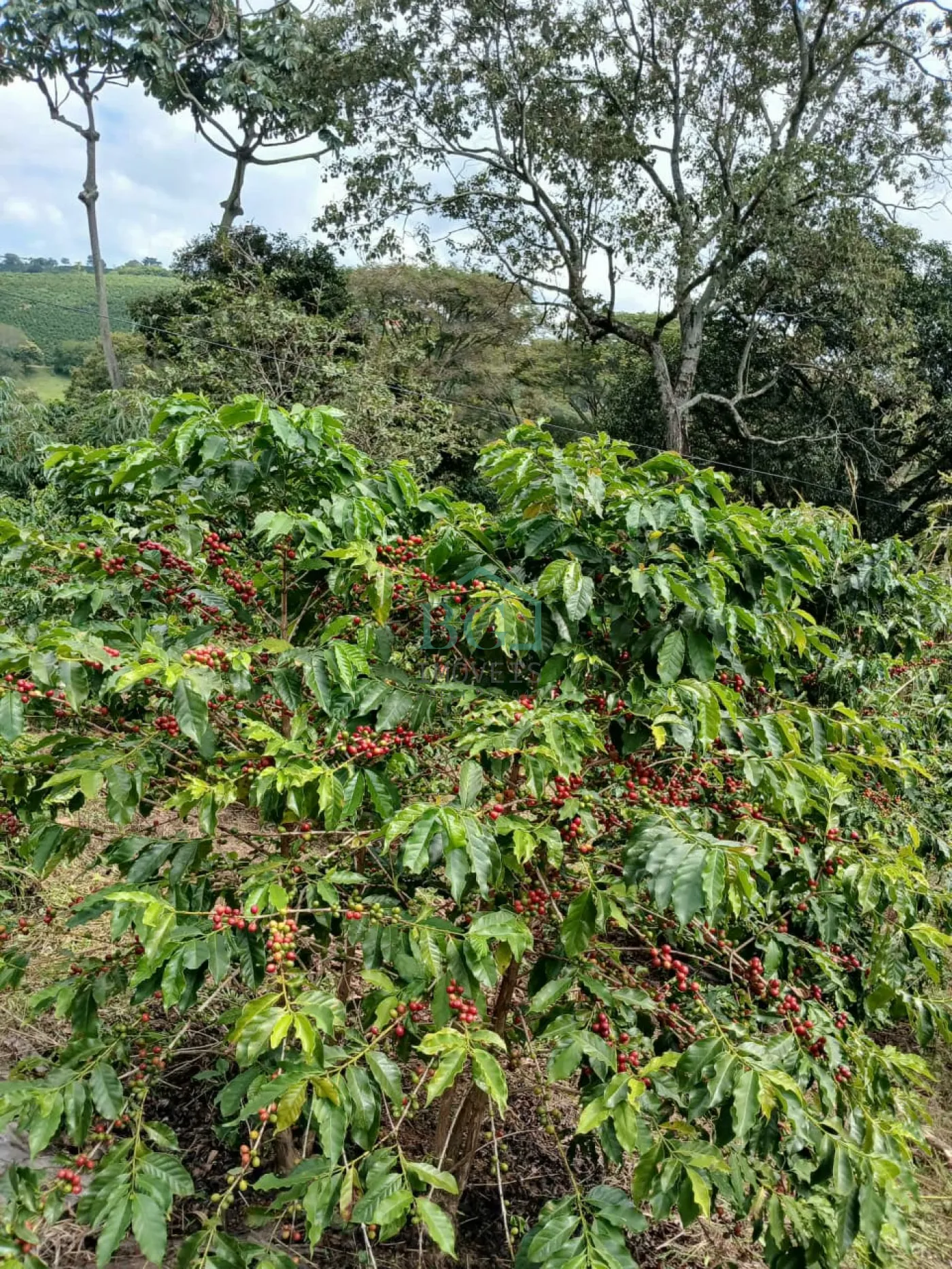 Fazenda, 2 hectares - Foto 2