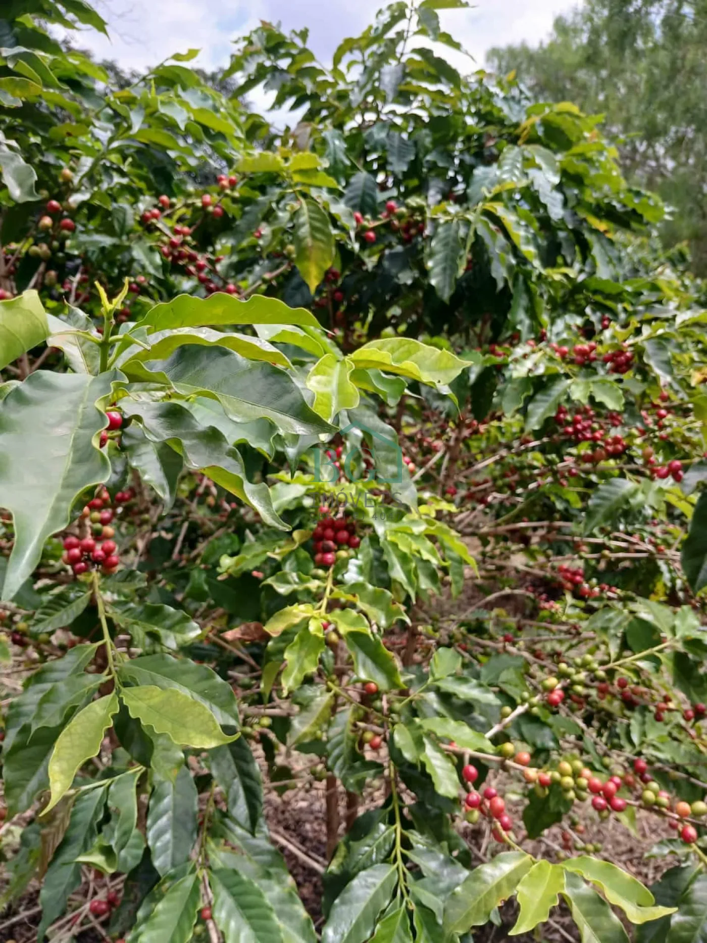 Fazenda, 2 hectares - Foto 3