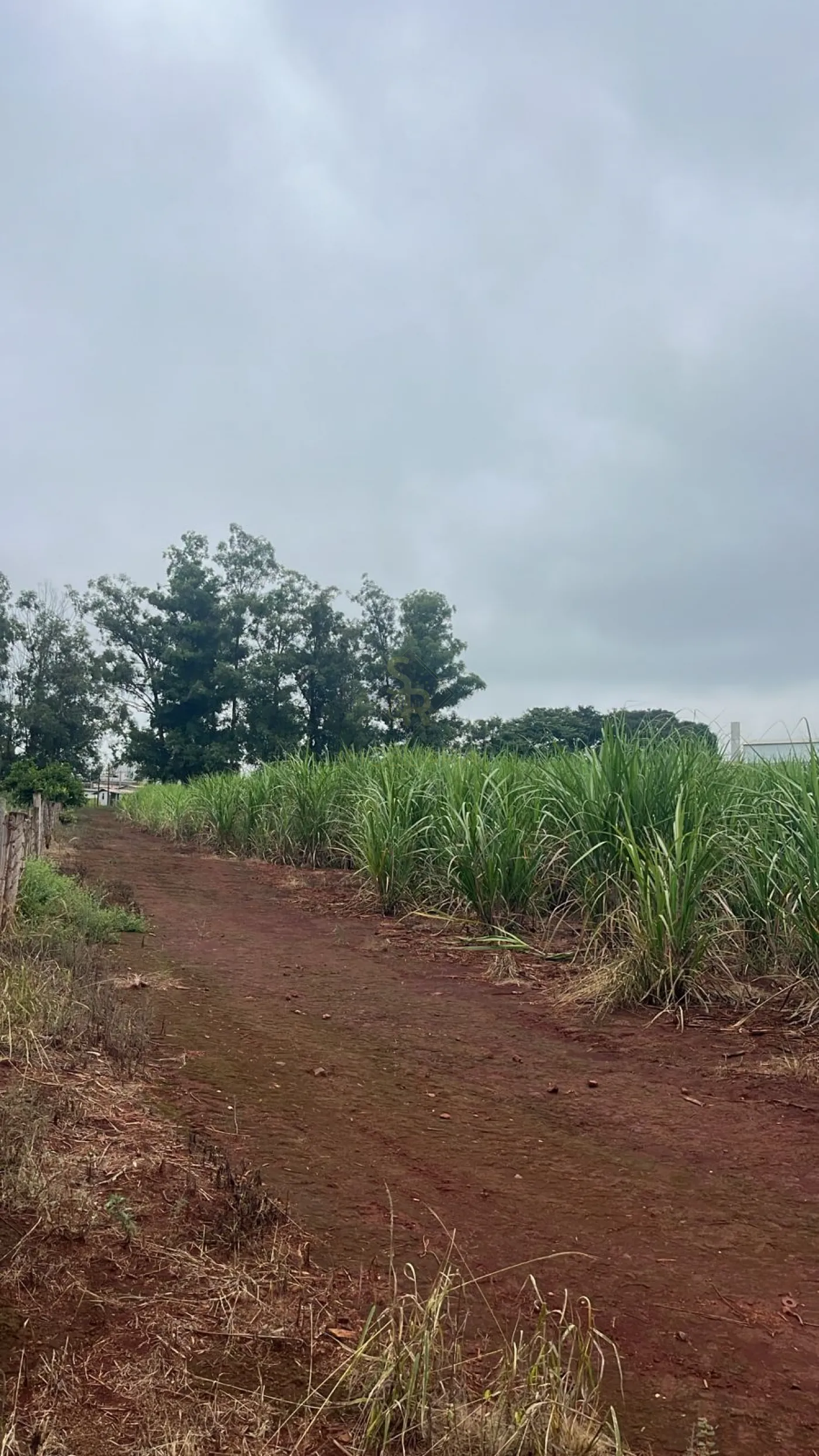 Comprar Terrenos / LoteTerreno em Ribeir&atilde;o Preto R$ 27.000.000,00 - Foto 4