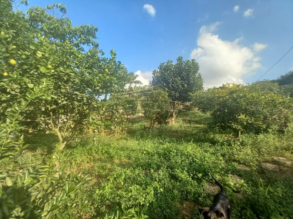 Comprar Rurais / Ch&aacute;cara em Suzano R$ 600.000,00 - Foto 3