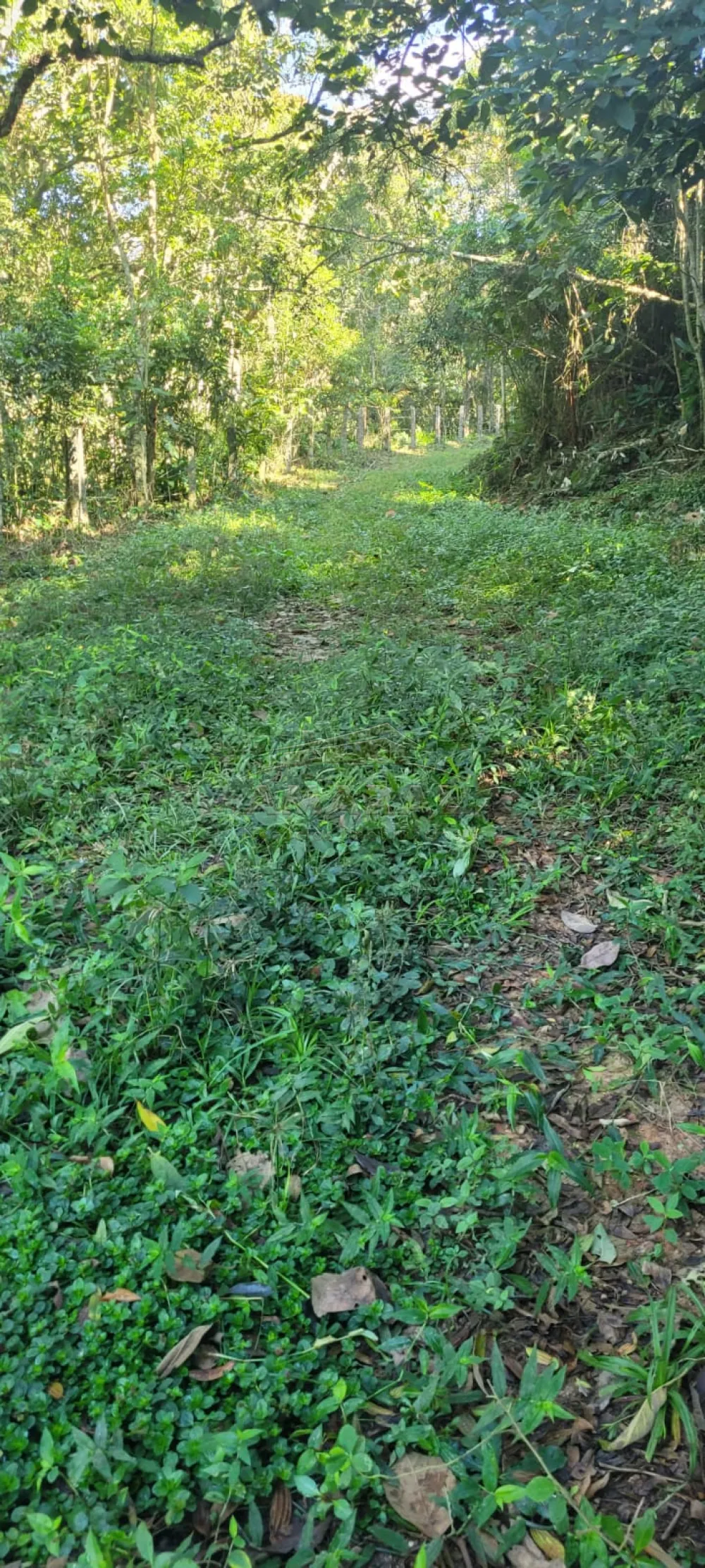 Comprar Rurais / S&iacute;tio em Suzano R$ 4.430.000,00 - Foto 7