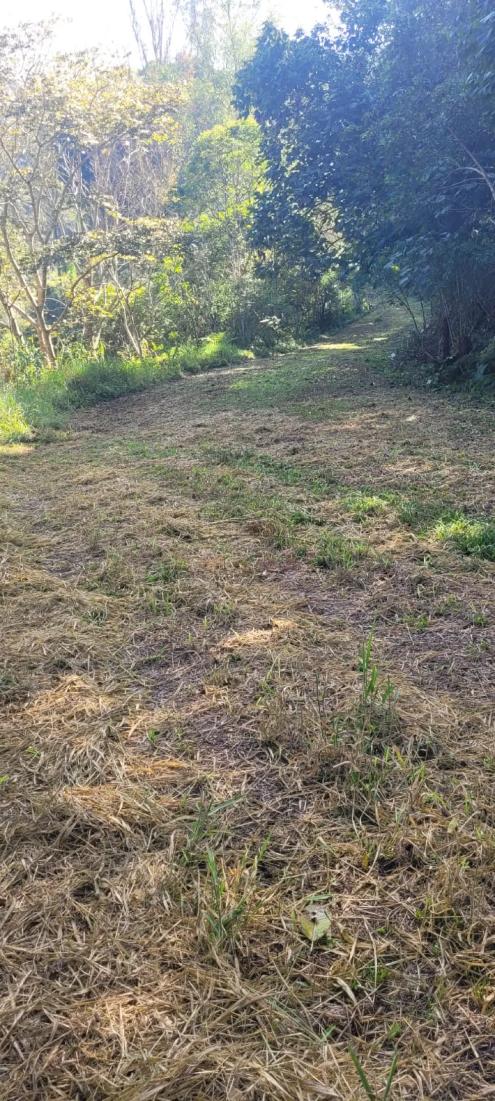 Comprar Rurais / S&iacute;tio em Suzano R$ 4.430.000,00 - Foto 8