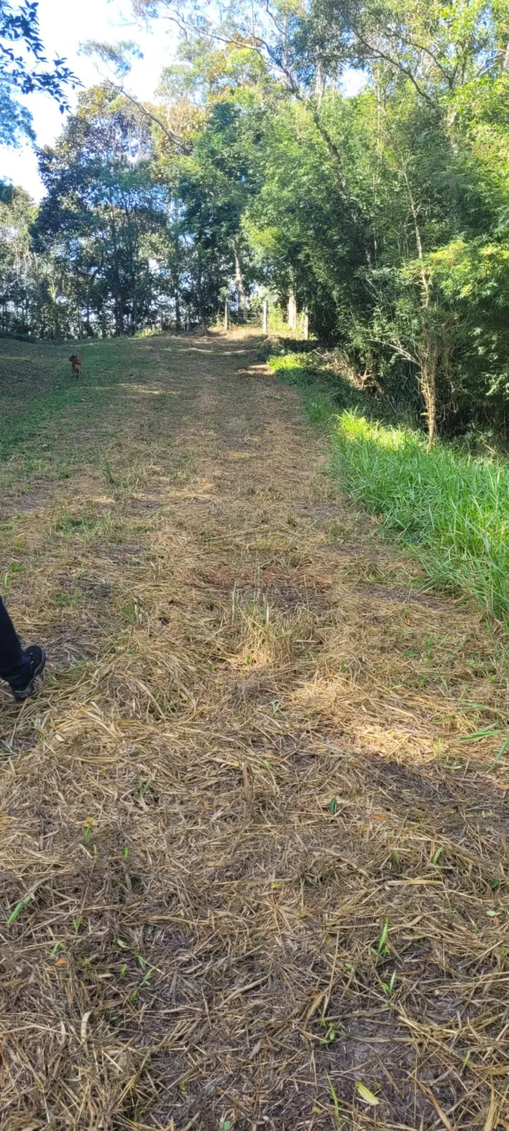 Comprar Rurais / S&iacute;tio em Suzano R$ 4.430.000,00 - Foto 9