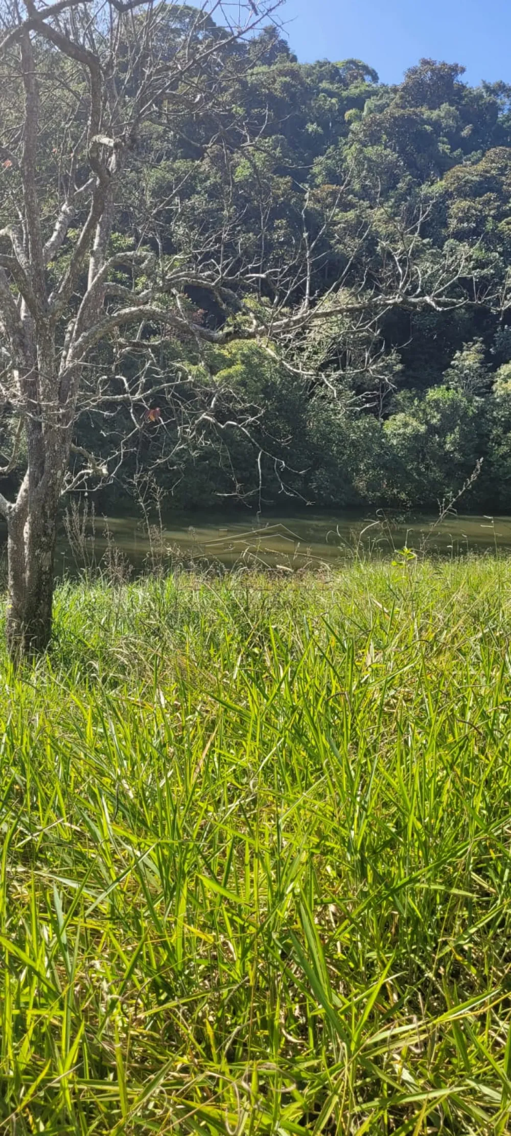 Comprar Rurais / S&iacute;tio em Suzano R$ 4.430.000,00 - Foto 11