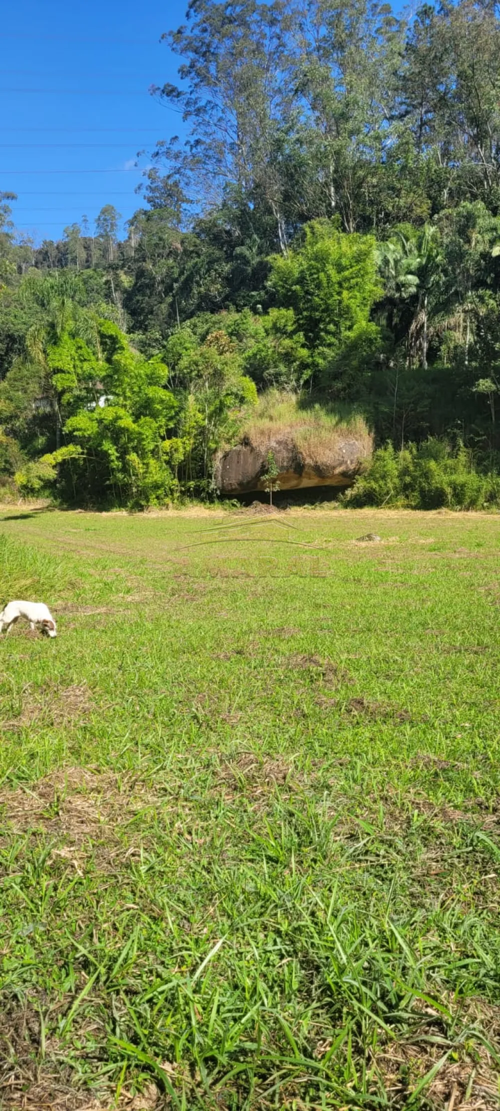 Comprar Rurais / S&iacute;tio em Suzano R$ 4.430.000,00 - Foto 15