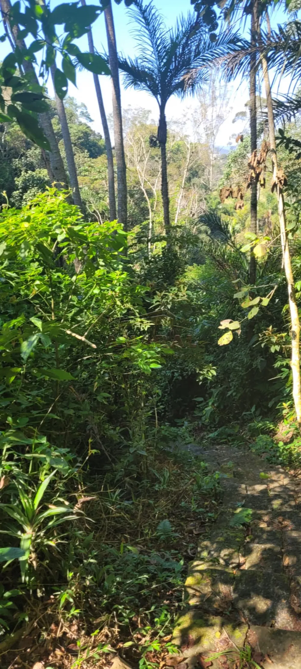 Comprar Rurais / S&iacute;tio em Suzano R$ 4.430.000,00 - Foto 19