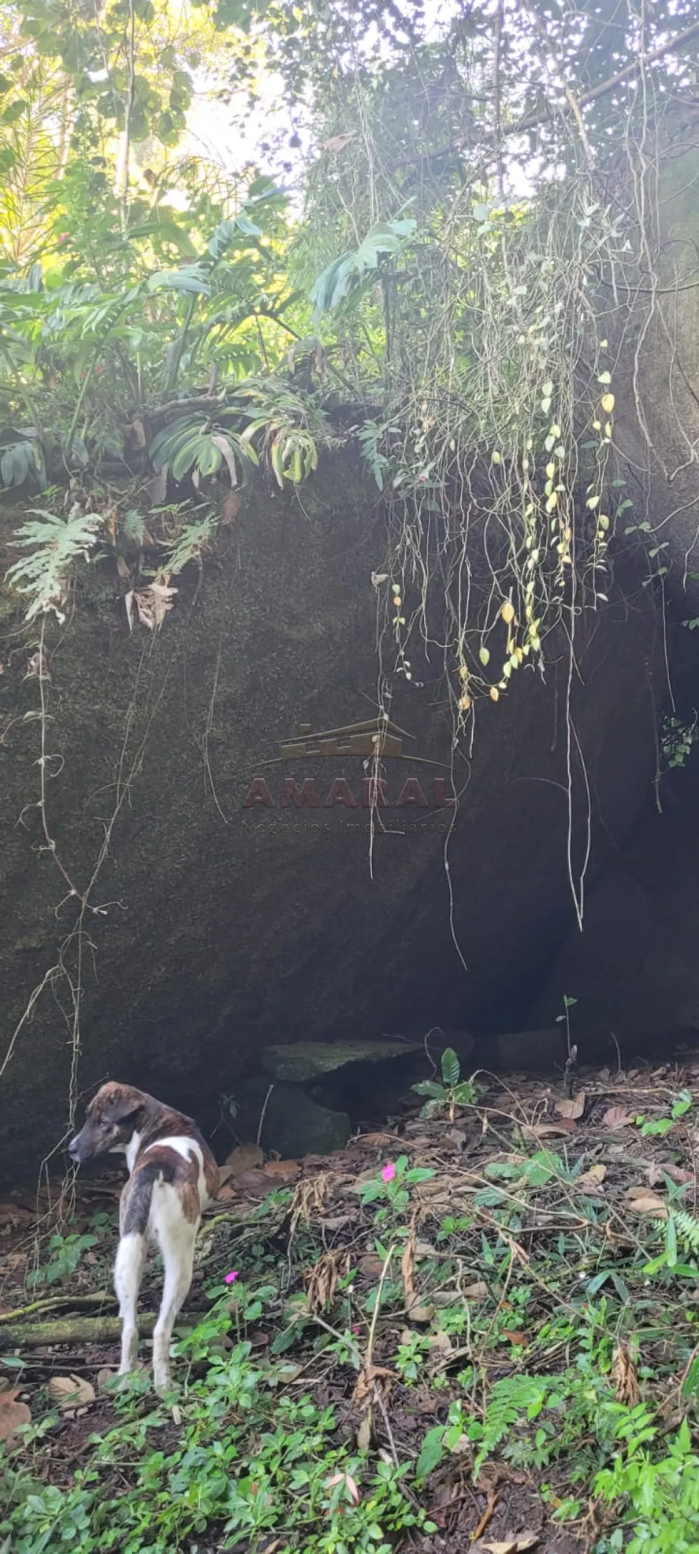 Comprar Rurais / S&iacute;tio em Suzano R$ 4.430.000,00 - Foto 22