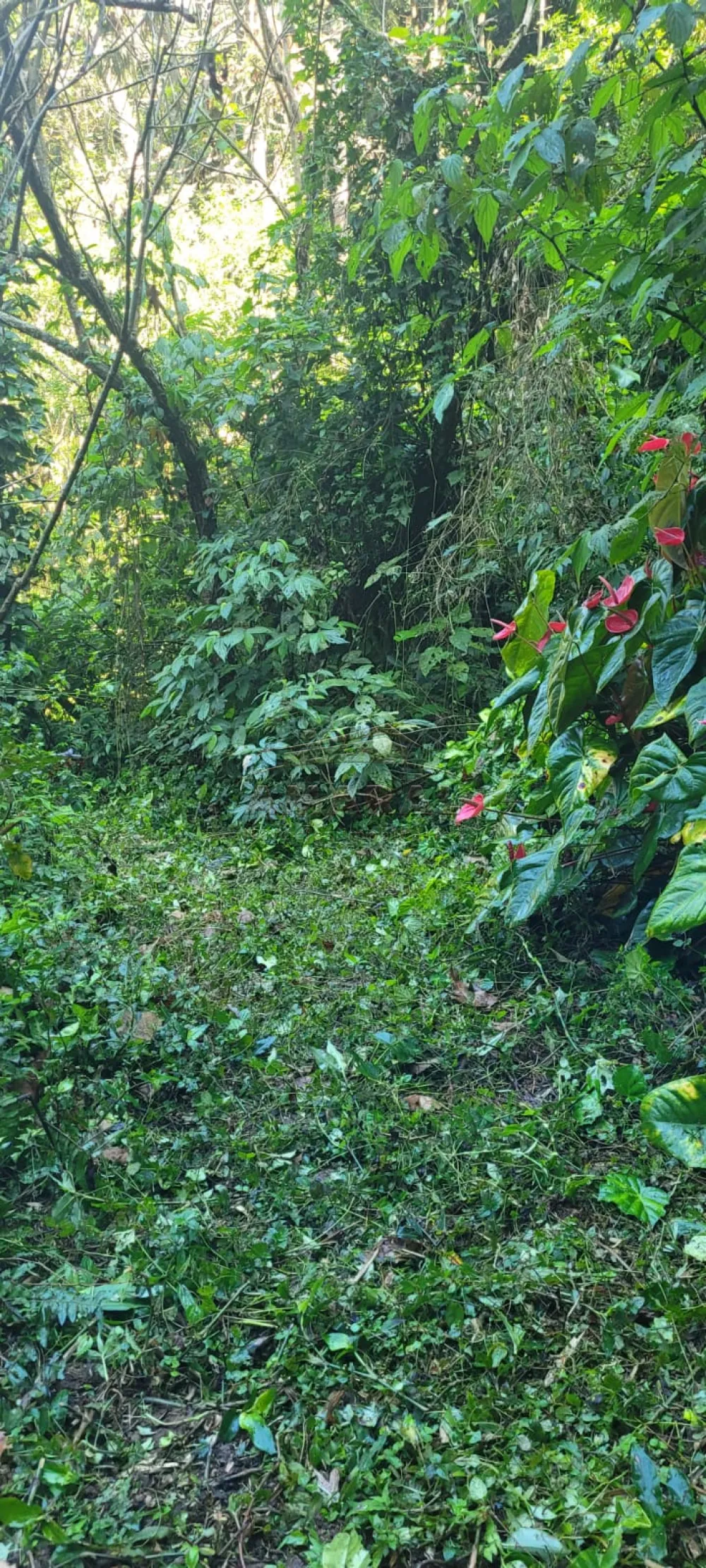 Comprar Rurais / S&iacute;tio em Suzano R$ 4.430.000,00 - Foto 24