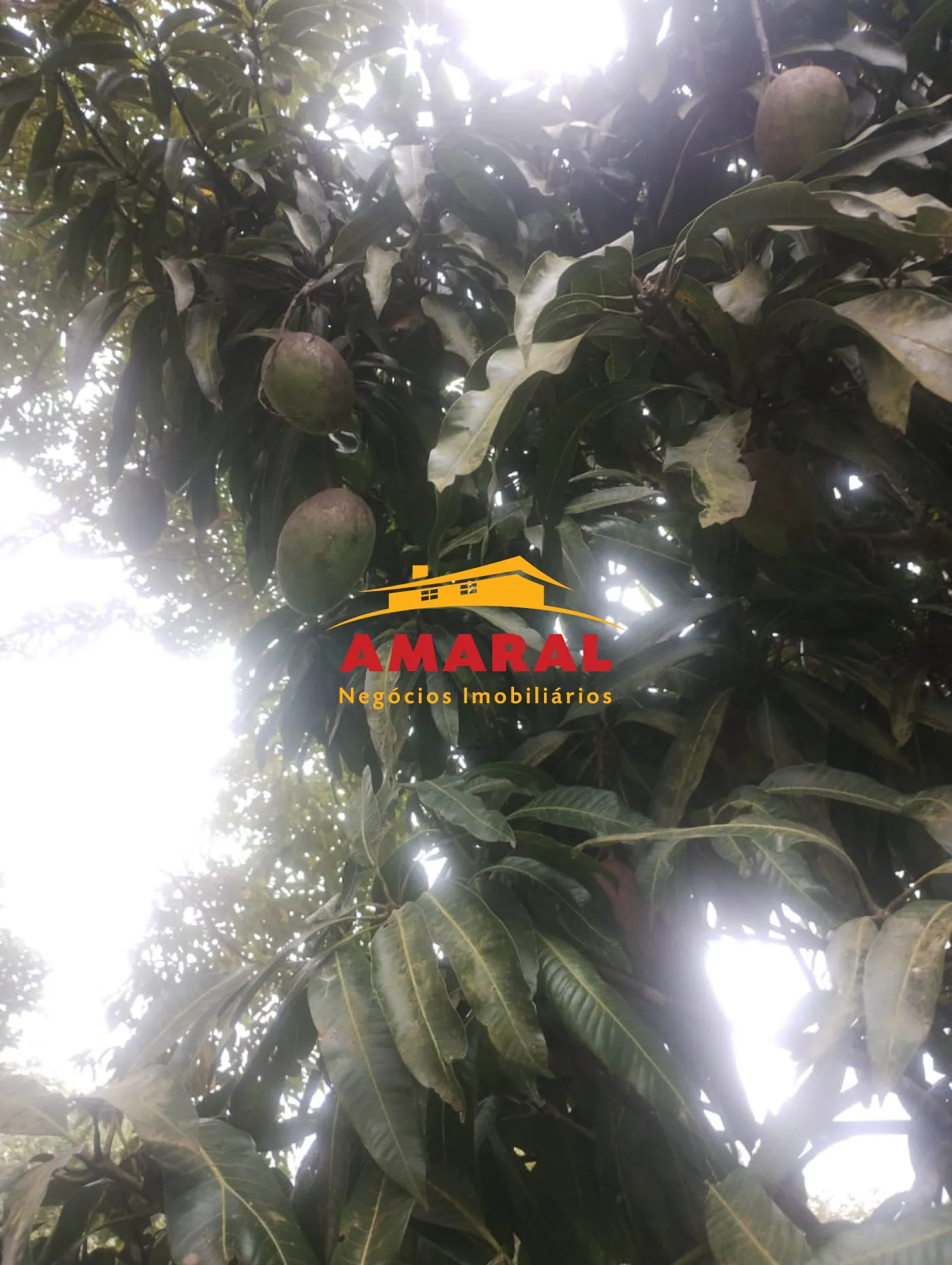 Comprar Rurais / Sítio em Mogi das Cruzes R$ 700.000,00 - Foto 3