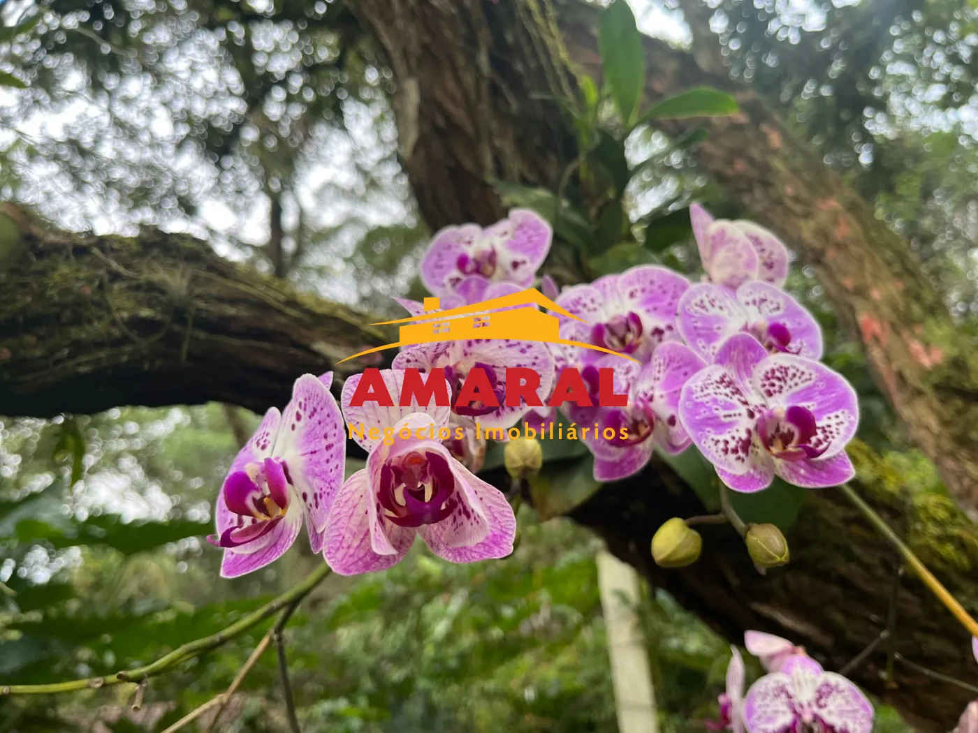 Comprar Rurais / Ch&aacute;cara em Suzano R$ 750.000,00 - Foto 7